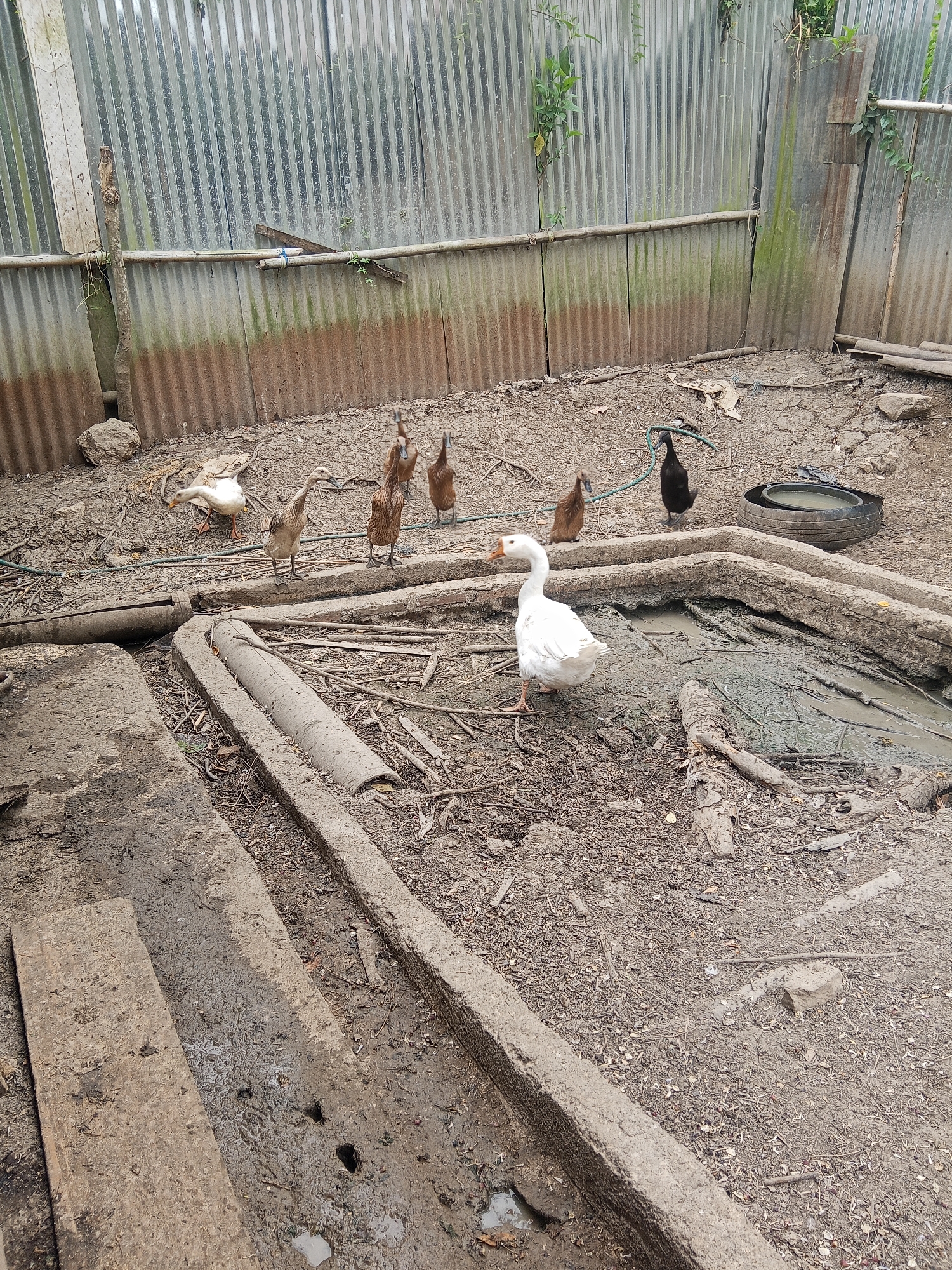 In Makale, Indonesia, a collection of ducks and geese are gathered in a muddy enclosure. A large white goose is in the foreground, facing left, with its beak slightly open and its head raised. To its right, a brown duck stands facing the right, its neck extended. In the background, three more brown ducks are clustered together, also facing right. A black duck is to their right, near a discarded tire that appears to be acting as a water trough. The enclosure is surrounded by a corrugated metal fence and appears to be a rustic, outdoor space with a dirt ground and scattered debris. The overall scene depicts a typical farm or backyard environment where poultry are kept.