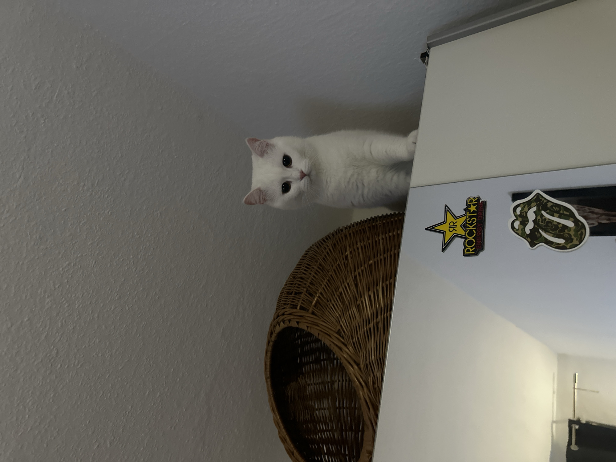 A white cat with green eyes peers down from a woven basket placed atop a white cabinet or refrigerator. Stickers are on the side of the cabinet, including one featuring a Rockstar Energy Drink logo. The scene is indoors with a white wall in the background. It is not possible to determine if the image was taken in Arzberg, Germany from the provided details.