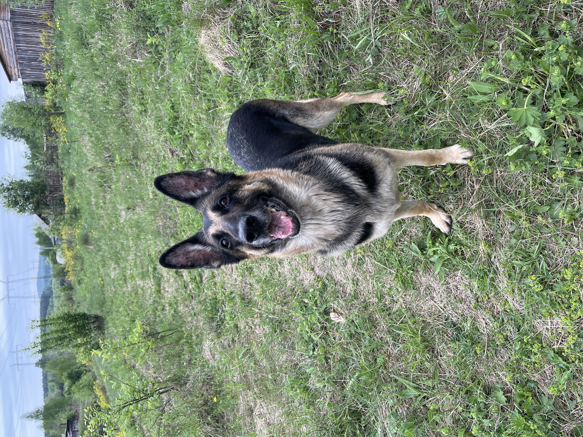 A medium shot depicts a German Shepherd dog lying on a grassy lawn. The dog is looking directly at the camera with its mouth open, possibly panting or smiling. The grass is a mix of green and dried brown, with some weed plants visible. In the background, a weathered wooden structure suggests a shed or an outbuilding. Beyond that, a view of foliage and some utility poles with power lines is visible. The dog is lying in a natural outdoor setting. The location is indeterminable as Nizhny Tagil, Russia from only visual information, there are no other indications of the place within the photograph.
