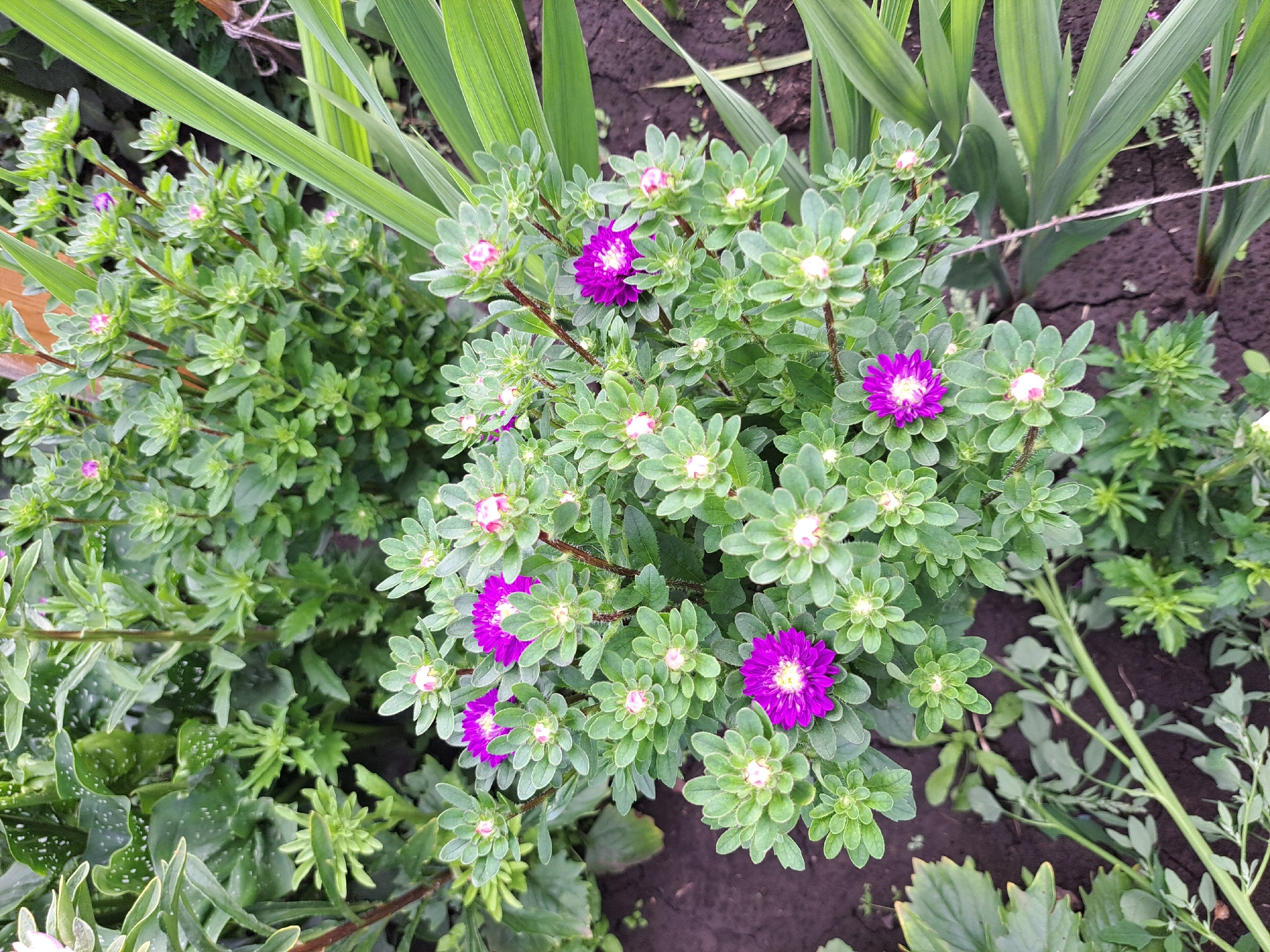 The image depicts a close-up view of a garden with several bright purple aster flowers in full bloom. The flowers have delicate, layered petals and are surrounded by lush green foliage and unopened buds. The ground is covered in dark soil, with some dry leaves and grass scattered around. In the background, there are other plants with green leaves, some of which appear to have white speckles. Long, green leaves of a different plant frame the right side of the image. The scene suggests a garden setting, possibly in a private yard or public park. There are no people or animals visible in the image. The overall impression is one of a vibrant and healthy garden. The location is specified as Chernetsk, Russia.