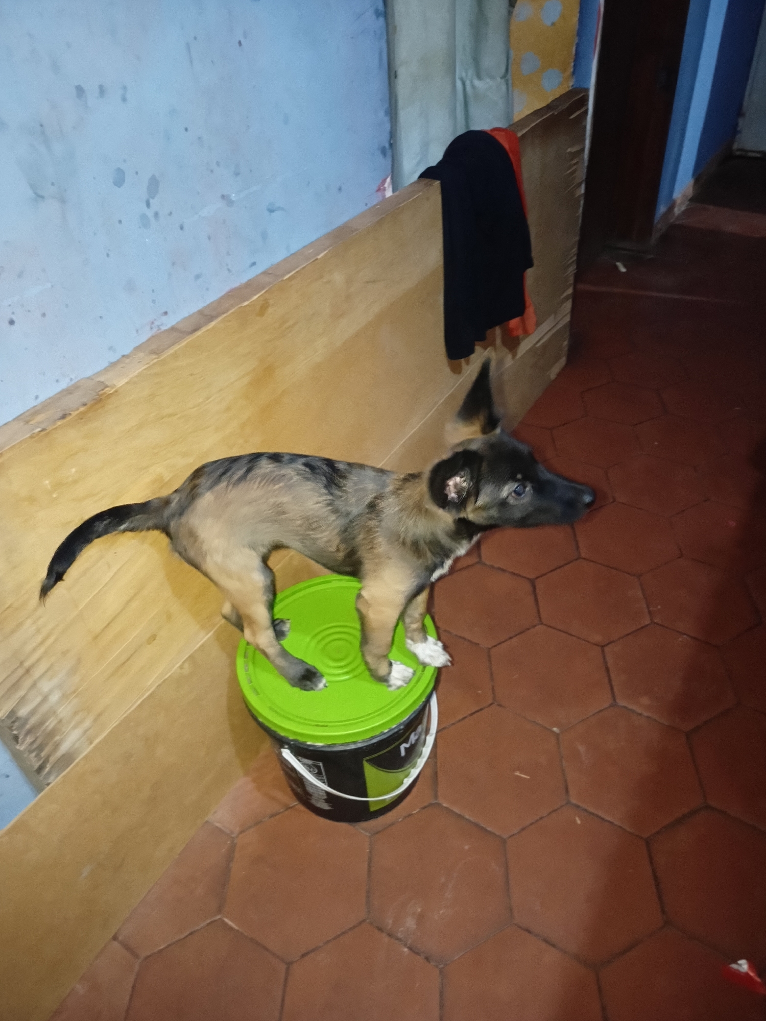 A young dog with brown and black fur stands on top of a green bucket. The dog is facing to the right, with its head turned towards the right side of the image. Its ears are perked up. The dog's tail is curved upwards. The bucket is black with a green lid and has some white writing on it. The bucket is on a floor made of hexagonal brown tiles. In the background, there is a wooden railing with some dark clothing draped over it. The wall behind the railing is light blue with some splotches. The overall setting appears to be an indoor or covered outdoor space.