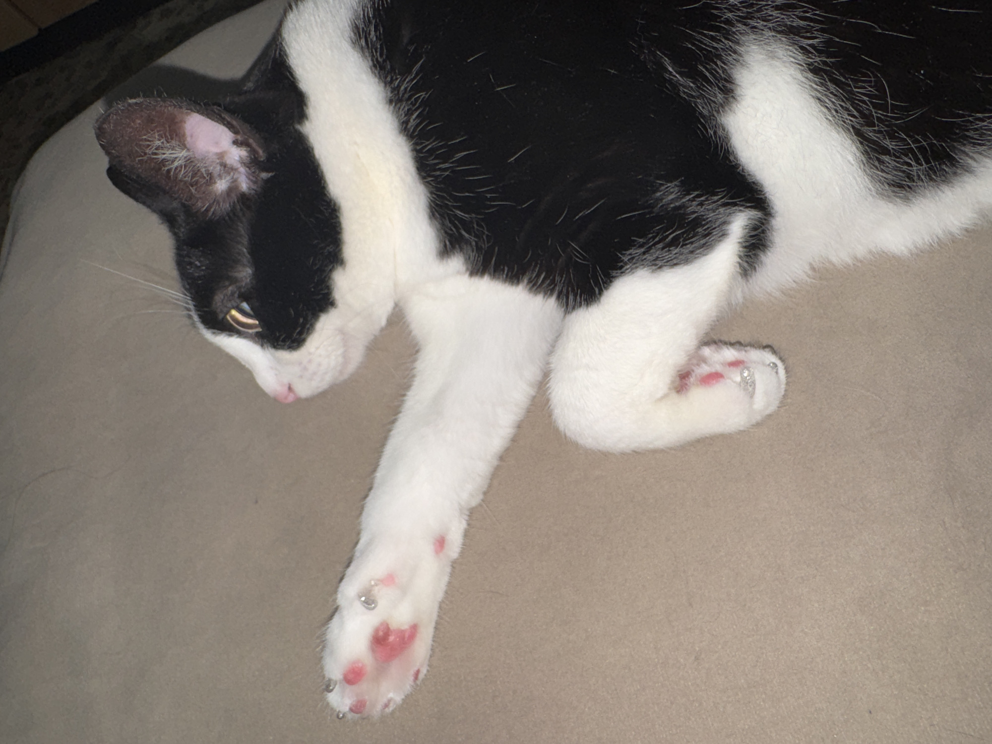 A black and white tuxedo cat is depicted resting on a light brown or beige fabric surface, likely a blanket or upholstery, in an indoor setting. The cat's body is partially visible, with its head turned to the left side of the frame. Its black ear shows some lighter fur and pink skin inside, and a hint of a golden-yellow eye is discernible. A small pink nose is also visible.
The cat's front left paw is extended, revealing its pink paw pads. A notable detail is that the cat is wearing claw caps on its claws. On the extended front paw, some claws are adorned with red or pink caps, while others feature silver or clear glittery caps. Similar caps are also visible on a curled back paw. The cat appears calm and relaxed, suggesting it is either sleeping or in a state of repose. The ambient lighting is dim, indicating an evening setting or a dimly lit room. There is no visible text in the image. This scene takes place in Chaikovsky, Russia.