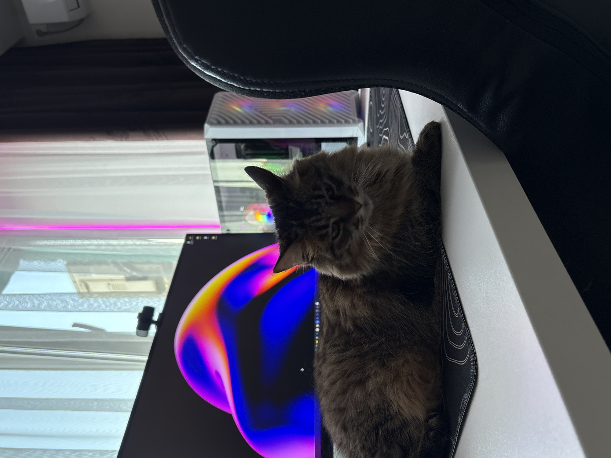 A long-haired, grey and brown tabby cat is lying on a white desk in front of a computer monitor. The monitor displays a colorful, abstract wallpaper. To the right of the monitor is a white computer tower with RGB lighting. A black gaming chair is partially visible in the foreground on the right. Behind the desk, sheer white curtains are drawn over a window, with darker brown curtains visible on the right side. A webcam is mounted on top of the monitor. There are no people or any signs of the city of Babruysk, Belarus in the image.