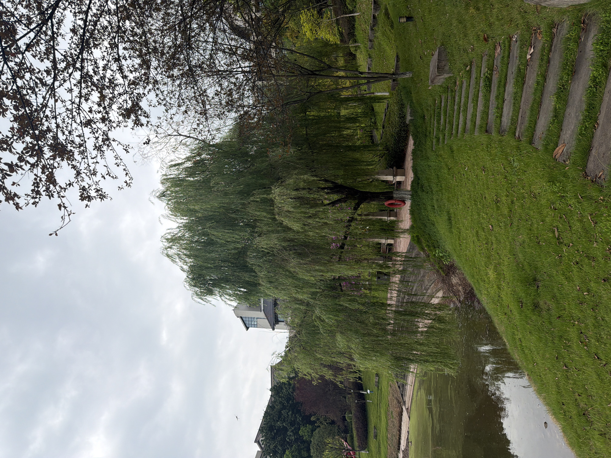 This image captures a serene park scene in the city of Jiangjin, China, likely during the spring or early summer given the lush greenery. The foreground is dominated by a gently sloping, verdant lawn leading down to the edge of a calm, murky body of water, possibly a pond or lake. Scattered dry leaves are visible on the grass. A rustic pathway, constructed from evenly spaced stone or concrete slabs, ascends the grassy slope to the right.
A prominent weeping willow tree, its long, pendulous branches creating a curtain of green, stands as a central feature. Beneath the willow, a paved area with columns and a red ring buoy suggests a recreational or resting spot. In the mid-ground, buildings with light-colored facades and dark roofs are nestled amongst dense green foliage and darker trees, indicating a residential or institutional area bordering the park. The sky is overcast with soft, diffused light. To the far right, the upper branches of a deciduous tree, silhouetted against the sky, show dark leaves and buds, suggesting a transition in seasons.