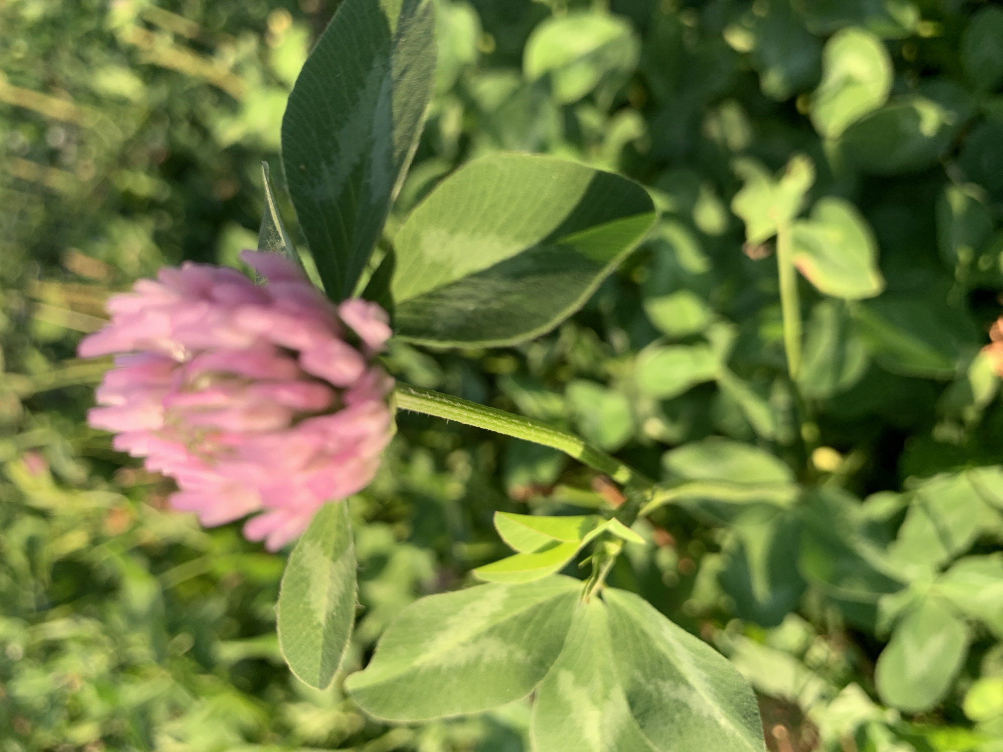 A pink clover flower is in focus, centered on a green stem, surrounded by green leaves and a blurry green background of grass and other vegetation. The scene is outdoors in Komsomolskoe, Kyrgyzstan, under natural lighting conditions, suggesting it is daytime. No people or specific actions are visible.