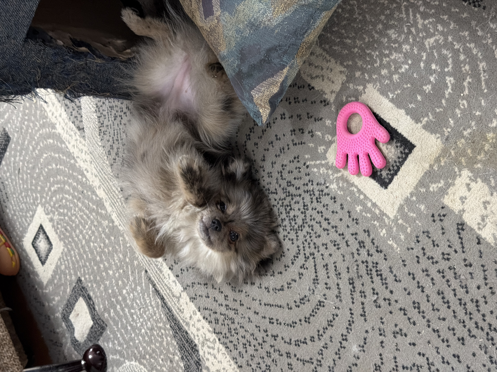 A fluffy, light brown Pomeranian dog is lying on its back on a grey and white patterned rug, exposing its belly. It has dark eyes and a small black nose. To the right of the dog, a blue and brown patterned pillow is partially visible. In the foreground, a bright pink, hand-shaped toy with bumpy texture lies on the rug. The background shows the edge of a dark brown sofa or furniture and a portion of a torn denim material. The scene is indoors, on a rug that has geometric patterns.
