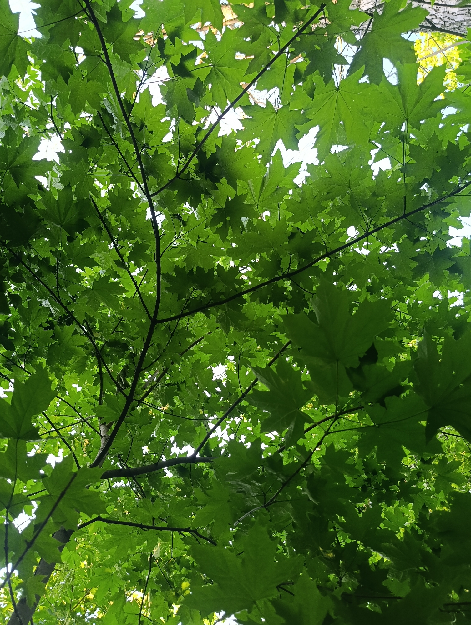 The image shows a dense canopy of bright green maple leaves seen from below, with branches and twigs intermingling. Sunlight filters through the foliage, creating bright spots and casting shadows. The scene appears to be outdoors, likely in a park or wooded area within the city of Saratov, Russia, given the context. No people or specific objects are clearly identifiable, beyond the natural elements of the tree. The perspective is looking upwards into the tree.
