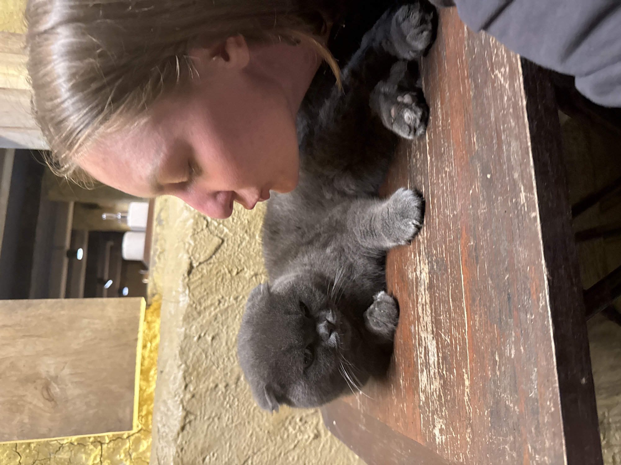 A woman with fair skin and light brown hair is close to a gray Scottish Fold kitten lying on a wooden table. The kitten is lying on its side, looking towards the camera. The table is distressed with visible wear and scratches. In the blurred background, there's an indeterminate space with yellowed walls. The location appears to be indoors, possibly a residence or establishment in or near Lũng Cú Commune, Vietnam, based on context. The woman seems to be interacting with the kitten, possibly about to touch it or nuzzle it.