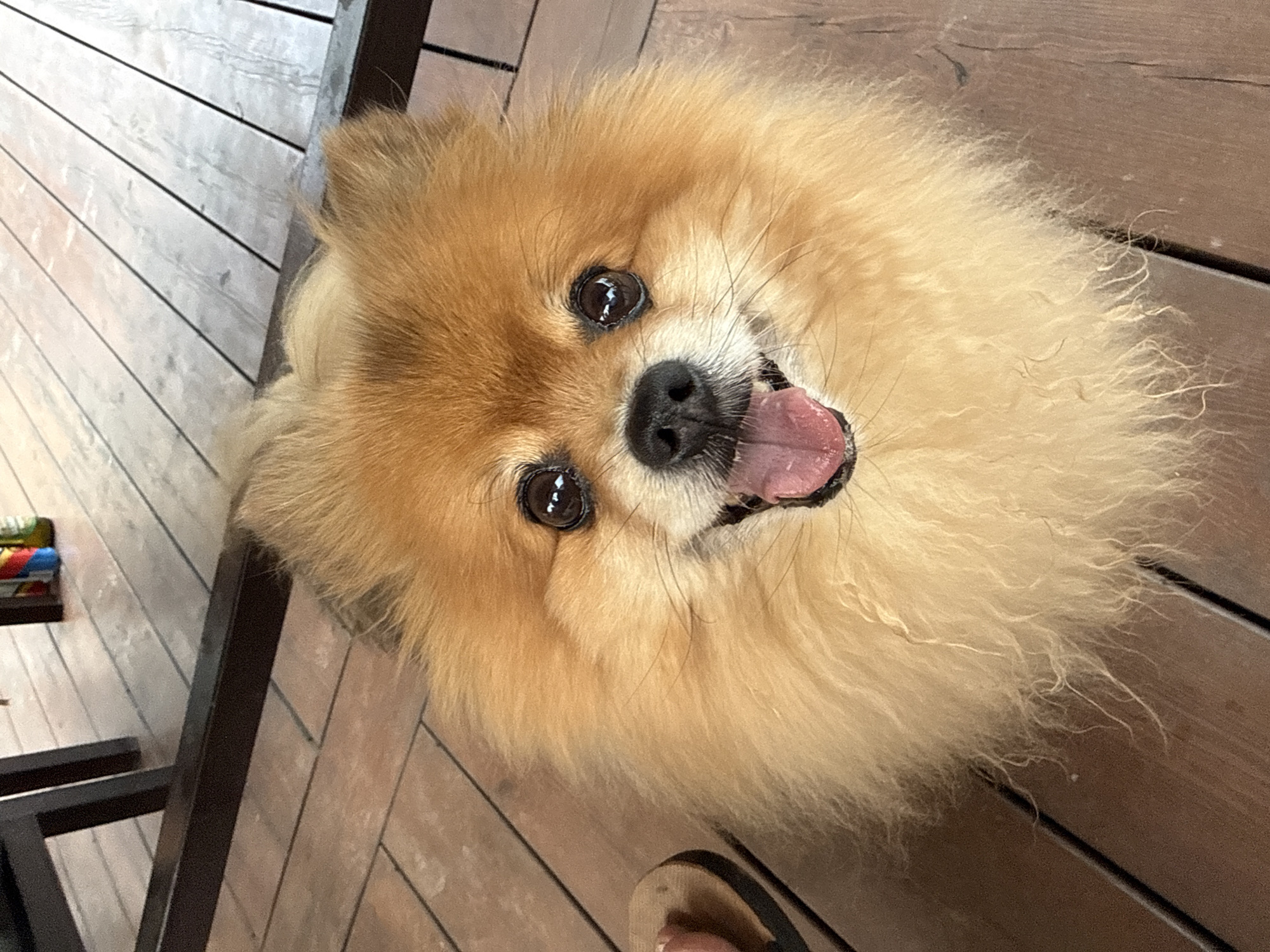 A Pomeranian dog is lying on a wooden floor. Its tongue is hanging out and it is looking up at the camera. The dog's fur is mostly tan and gold. The location is unknown and cannot be confirmed from the image.