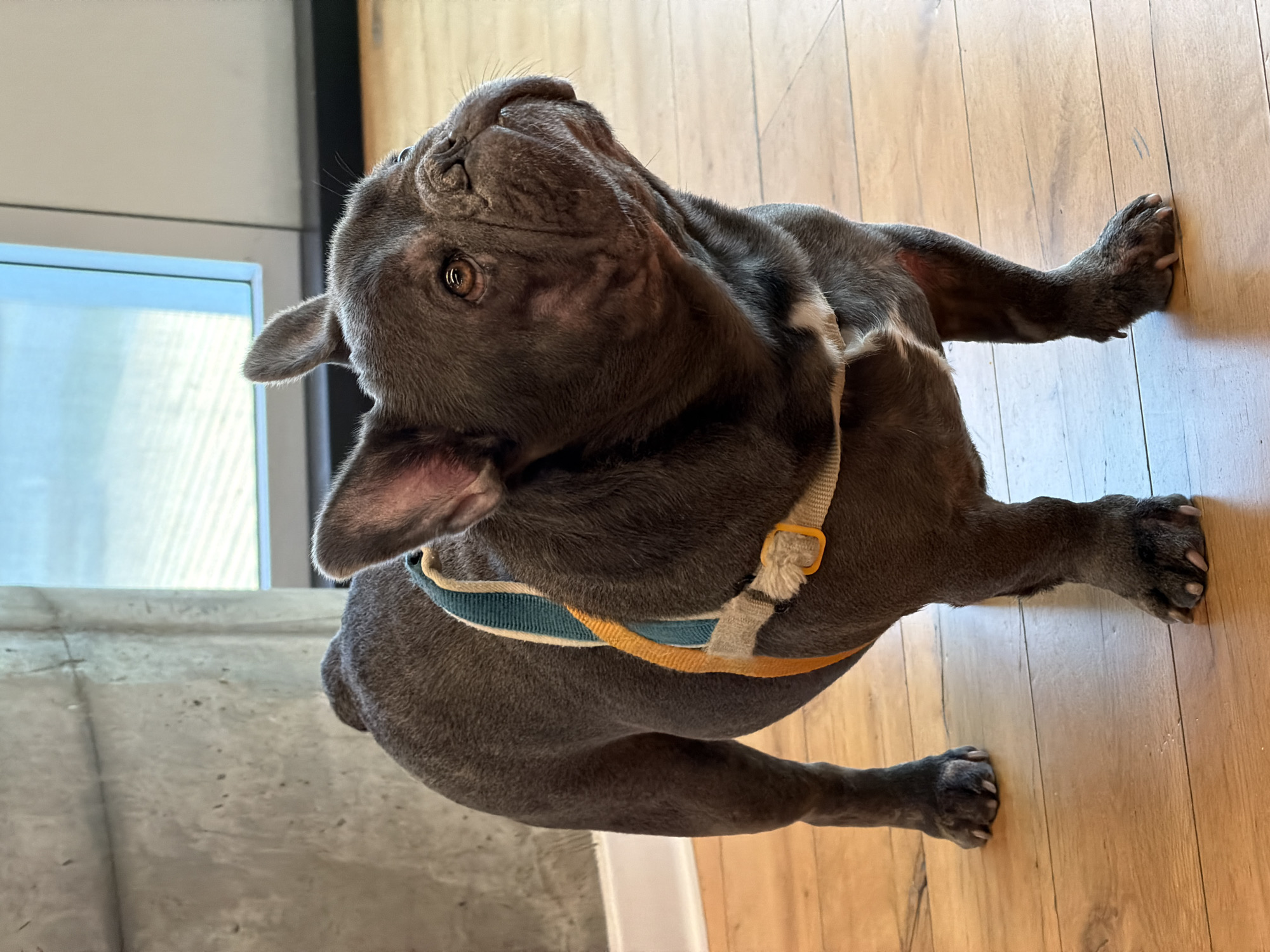 A blue French Bulldog is indoors. The dog has a yellow and turquoise harness and is lying on a wooden floor. The dog is looking up and to the left. There is a concrete wall to the left and a window behind it. The location is not discernible as being in Tel-Aviv, Israel.