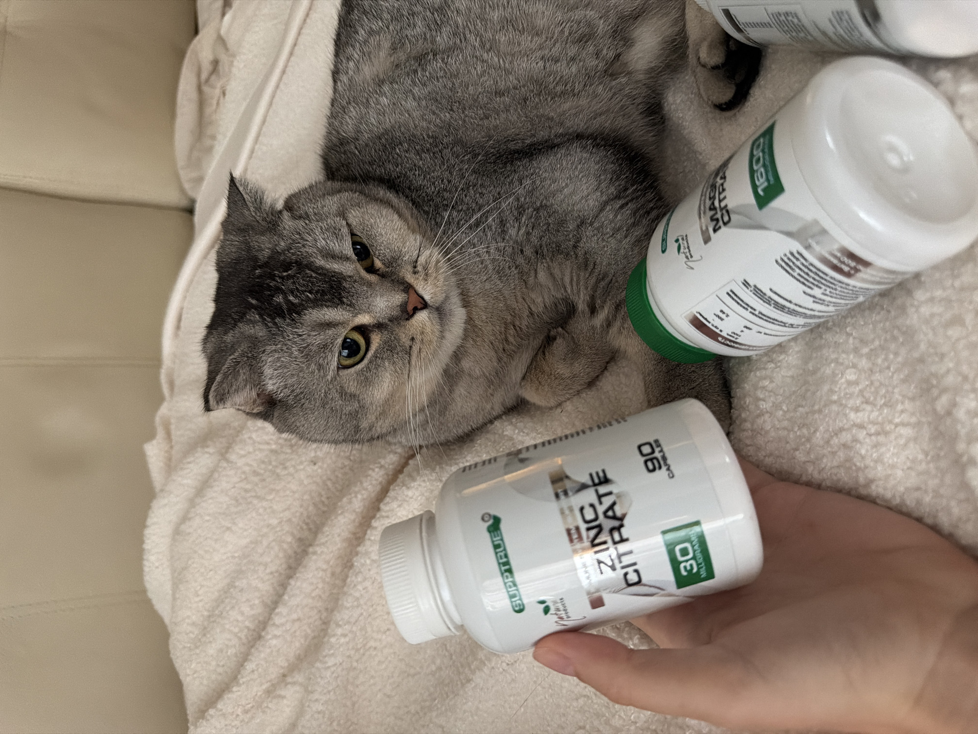 A hand holds a white bottle labeled "SUPPTURE ZINC CITRATE 90 CAPSULES 30 MILLIGRAMS". To the right of this bottle, another white bottle with a green cap is partially visible. A Scottish Fold cat with grey fur lies on a textured, cream-colored surface, possibly a blanket or bed, with its head turned towards the viewer. The background consists of a light-colored wall or furniture. The image does not contain any information about the city of Semiluki, Russia.