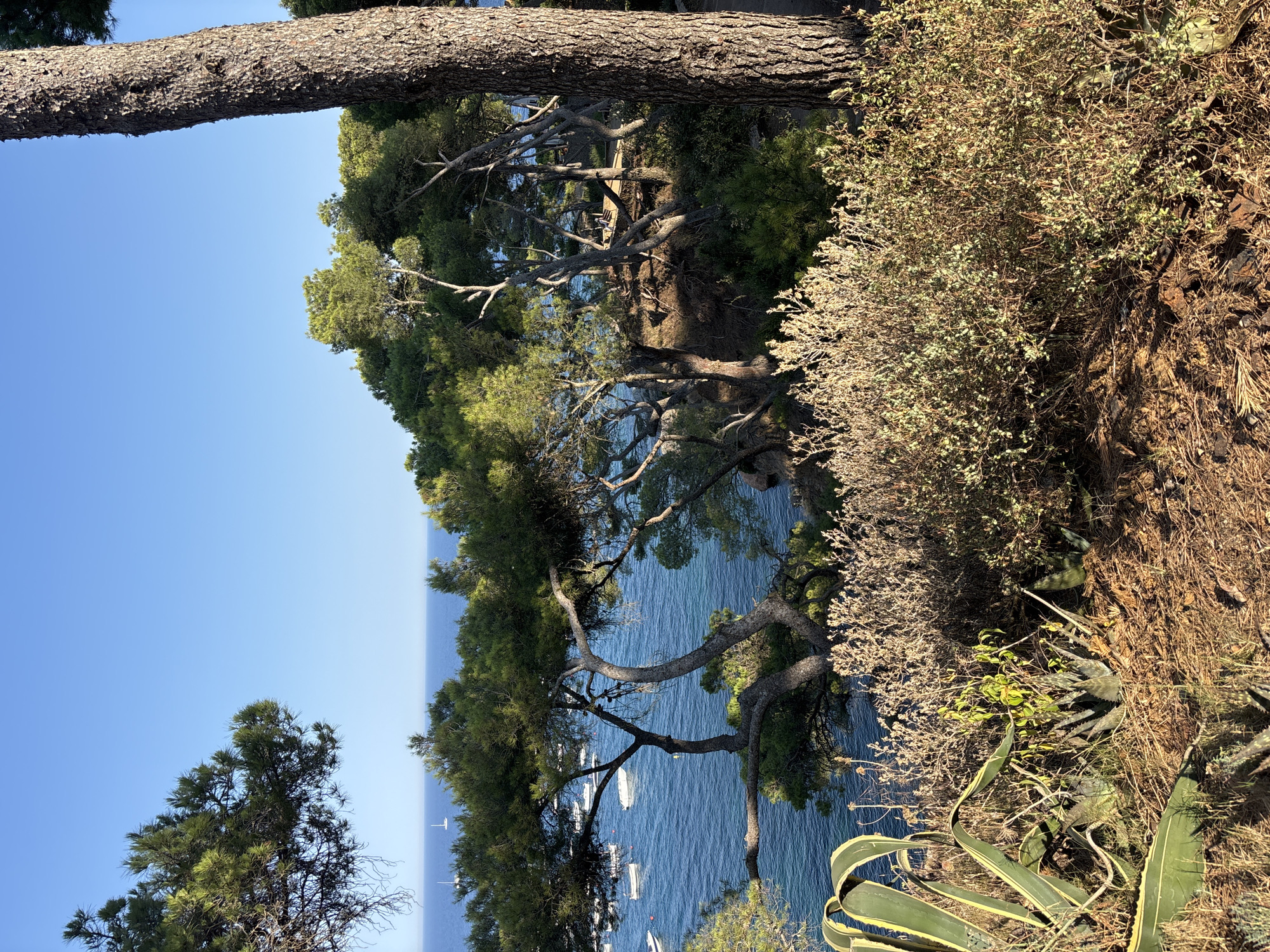 The image depicts a coastal scene in Llafranc, Spain, with a view overlooking the Mediterranean Sea. In the foreground, there is dense vegetation including agave plants and dry brush. Beyond the vegetation, a cluster of pine trees with twisted trunks and branches partially obscures the view of the water. The sea is a vibrant blue, dotted with several white boats, some appearing to be sailboats. The sky is clear and a bright blue. The overall impression is a sun-drenched, natural landscape characteristic of the Costa Brava.
