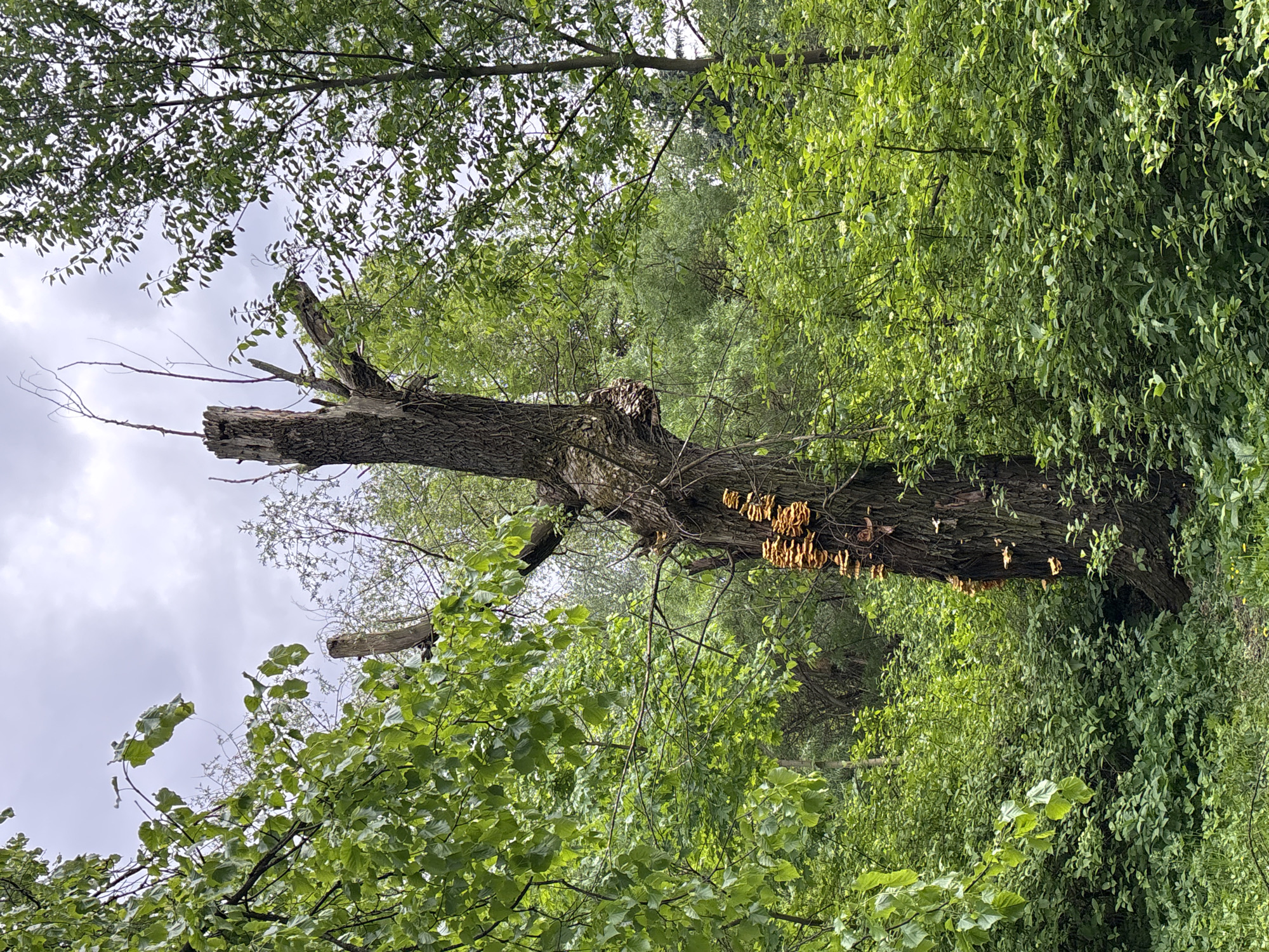 A tall, dead tree trunk stands in a verdant, outdoor environment. The tree's upper branches are broken, with remnants pointing upwards. A cluster of orange fungi grows along the trunk's side. Lush green foliage surrounds the tree, suggesting a natural setting. The sky is overcast and grey, visible through gaps in the canopy. This scene is likely located in a park or wooded area within Saint Petersburg, Russia.