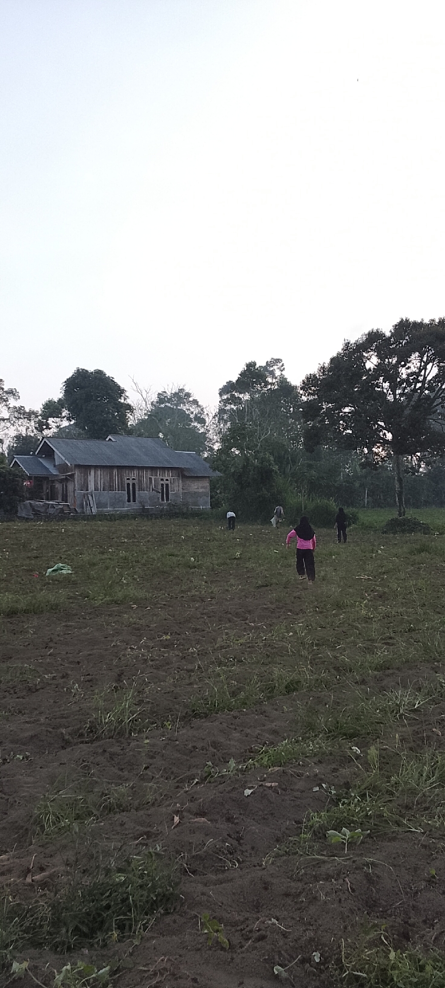 This vertical, low-angle shot captures an outdoor scene with a simple wooden house on the left and a field in the foreground. The sky is overcast and bright, suggesting early morning or late afternoon.
In the background, a long, low wooden house with a gray metal roof stands on stilts. It has several windows with wooden frames and some visible construction materials. To the right of the house, a large, dark green tree with a thick trunk and expansive branches dominates the scene. Beyond this, a dense line of trees forms the horizon.
The foreground consists of a tilled field with patches of dry soil and sparse green vegetation. Several people are scattered across the field, engaged in activity. Closest to the viewer and slightly to the right of center is a person wearing a bright pink long-sleeved shirt and dark pants, facing away from the camera and walking towards the right. Further back and to the left, a person in a white shirt and dark pants is bent over, possibly working. Another person, more centrally located, appears to be carrying something. To the far right, a person in dark clothing is also visible. A crumpled green plastic bag lies on the ground in the mid-left section of the field. The overall impression is of a rural agricultural setting.