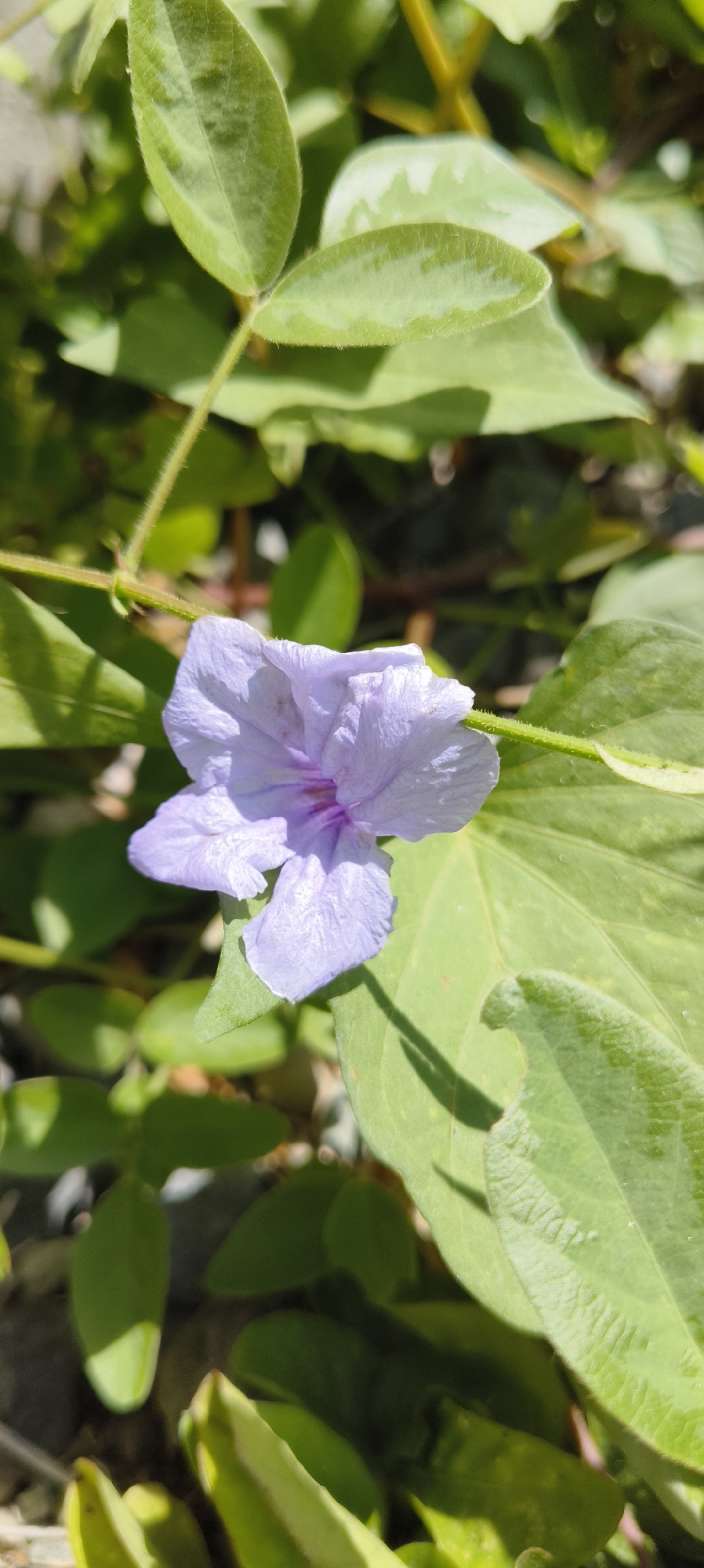 A single, light purple flower with five delicate petals is in focus, positioned slightly off-center to the right of the frame. The flower is surrounded by lush, green foliage. The leaves are broad and ovate, with some exhibiting a lighter green hue, suggesting veins or variation in chlorophyll. The sunlight casts shadows on the leaves, indicating it is daytime. The background is a blur of more green leaves and hints of what appears to be a rocky or textured surface, possibly a garden bed or wall. The overall scene is one of natural growth, likely in an outdoor setting within Waisai, Indonesia.