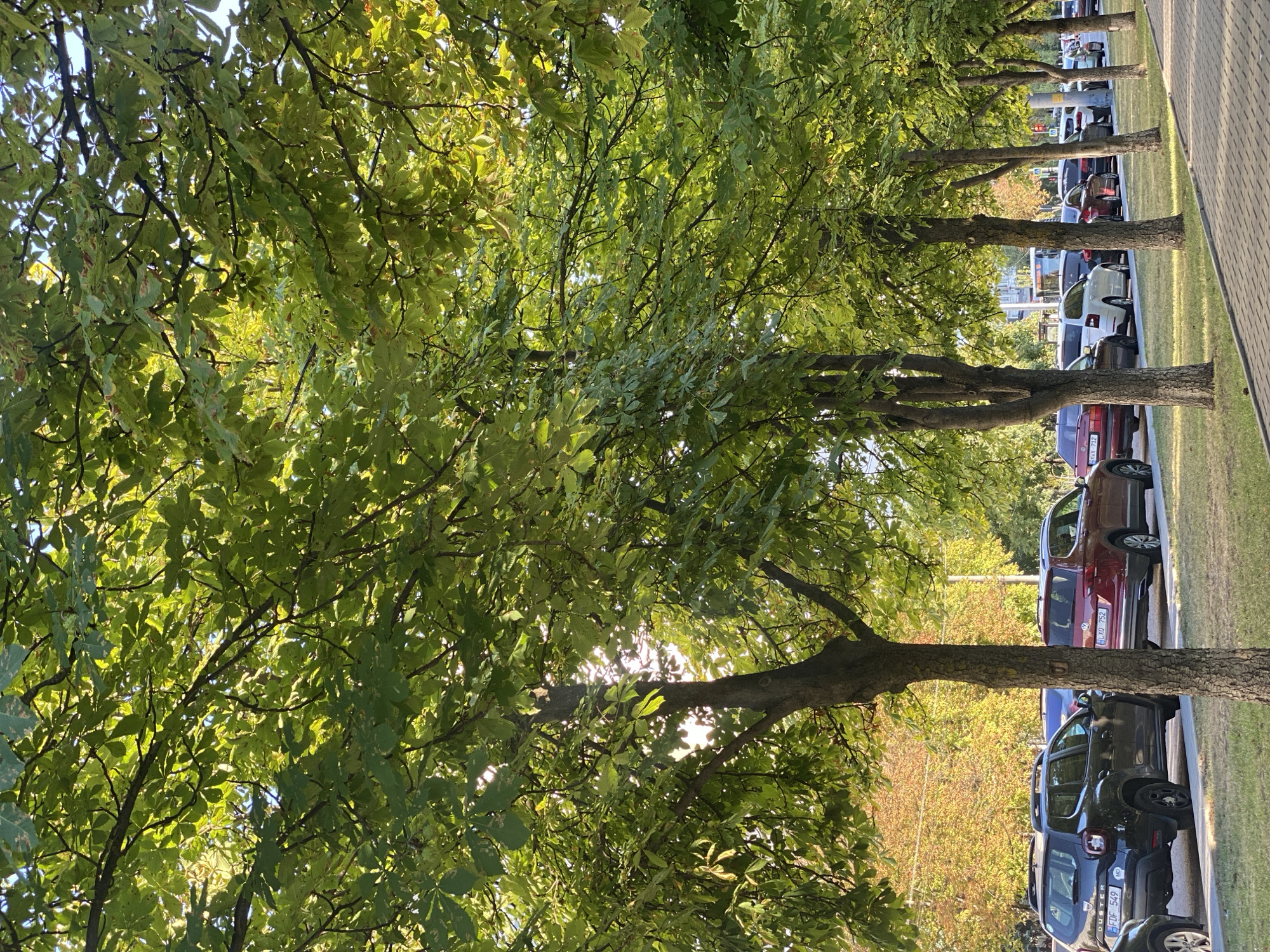 The image depicts a sunlit scene with trees lining a sidewalk and a parking lot filled with cars. The trees have lush green foliage, with some leaves showing hints of autumn color, suggesting the season is late summer or early autumn. The sun shines through the leaves, creating a dappled light effect.
In the background, a row of parked cars is visible, including a dark-colored SUV, a lighter-colored car, and a red SUV. The cars are parked parallel to the sidewalk. The sidewalk itself is paved with interlocking bricks. Beyond the parking lot, there are more trees with fall foliage, and a glimpse of what appears to be a street or building in the distance.
The overall impression is a peaceful, urban or suburban setting on a bright day. There is no visible activity or people. The time of day appears to be daytime, with the sun's position suggesting it might be late morning or early afternoon.
Visible text on the cars includes license plates. One license plate reads "LDXO 752," and another reads "FDF 549." The text "DUSTER" is also visible on the back of a dark-colored car.
The scene is likely in Chișinău, Moldova, as indicated by the location context.
