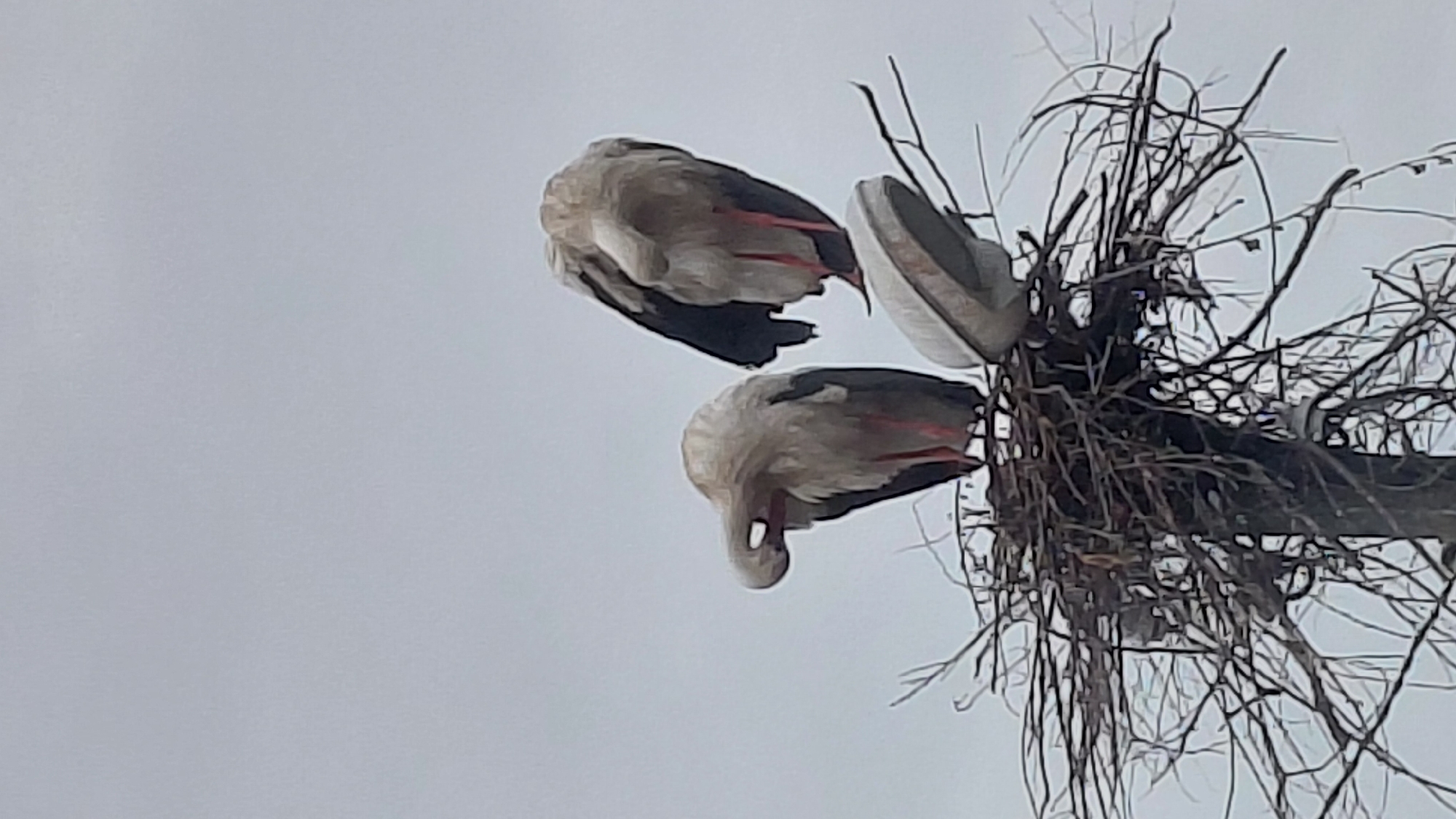 Two storks perch atop a utility pole, where they have built a large nest of sticks and branches. The sky is overcast. The location is in the city of Unknown, Unknown.