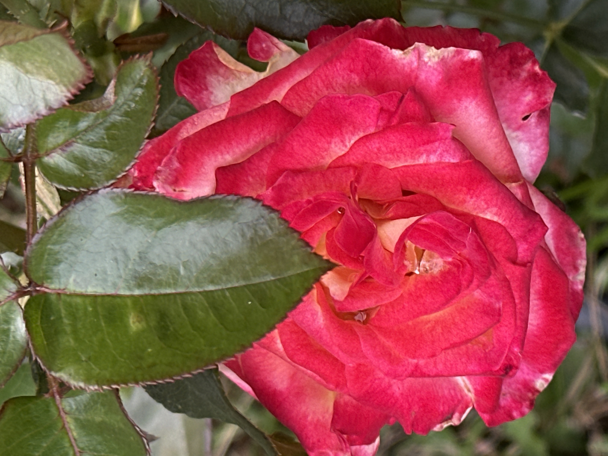 A close-up, vertical, eye-level shot focuses on a vibrant pink rose with lighter pink and white edges, partially obscured by a large, dark green rose leaf. The rose exhibits multiple layers of petals, with a rich, velvety texture and intricate folds. The leaf, positioned above and to the left of the bloom, has serrated edges and visible veins, suggesting it is a healthy part of the plant. The background is a blur of green foliage and hints of brown earth, indicating an outdoor garden setting. There are no people, animals, or man-made objects present. The scene is calm and natural. The image was taken in Podolsk, Russia.