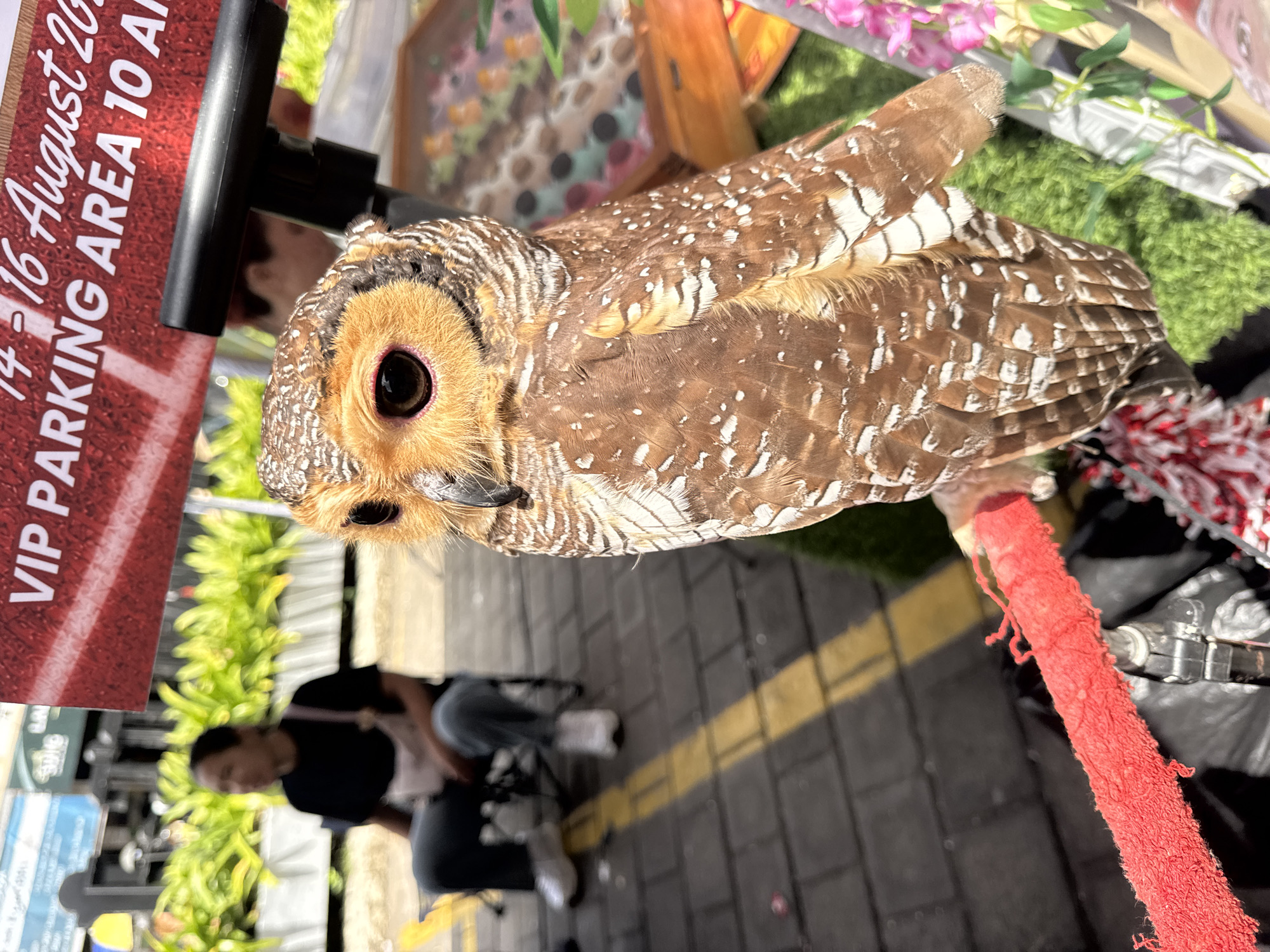 In Kuta Selatan, Indonesia, an owl with striking brown and white plumage is perched on a red-wrapped perch. The owl's large, dark eyes are focused forward, and its feathers display intricate patterns of stripes and white spots. In the background, a person is seated on a chair, wearing a black t-shirt and dark pants, with white sneakers. To the left, a yellow line is visible on a grey brick pavement. A red sign with white lettering, indicating "VIP PARKING AREA 10 AM," is partially visible in the upper portion of the image. Green foliage and some decorative elements, including pink flowers, are present on the right side of the frame.