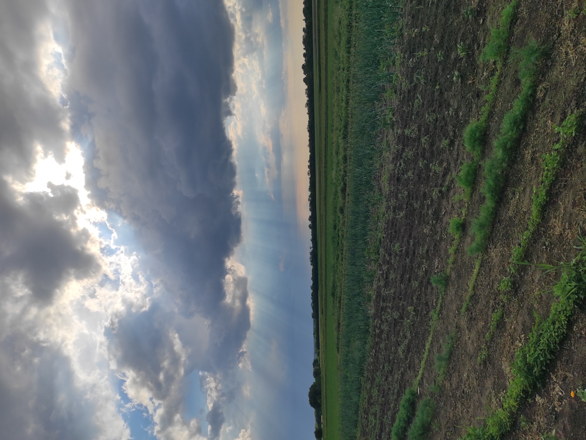 The image depicts a rural landscape under a dramatic sky. In the foreground, tilled soil is arranged in neat rows, with young green plants sprouting in some. Beyond this, a field of mature green crops, possibly onions, stretches further back. In the distance, a treeline forms the horizon, and beyond that, the sky is filled with a mix of dark, heavy clouds and patches of bright sunlight breaking through, casting visible rays of light. The scene appears to be a farm or agricultural land located in or near Kobeliachok, Ukraine, characterized by its open fields and cultivation under a dynamic sky. There are no people or animals visible in the frame.