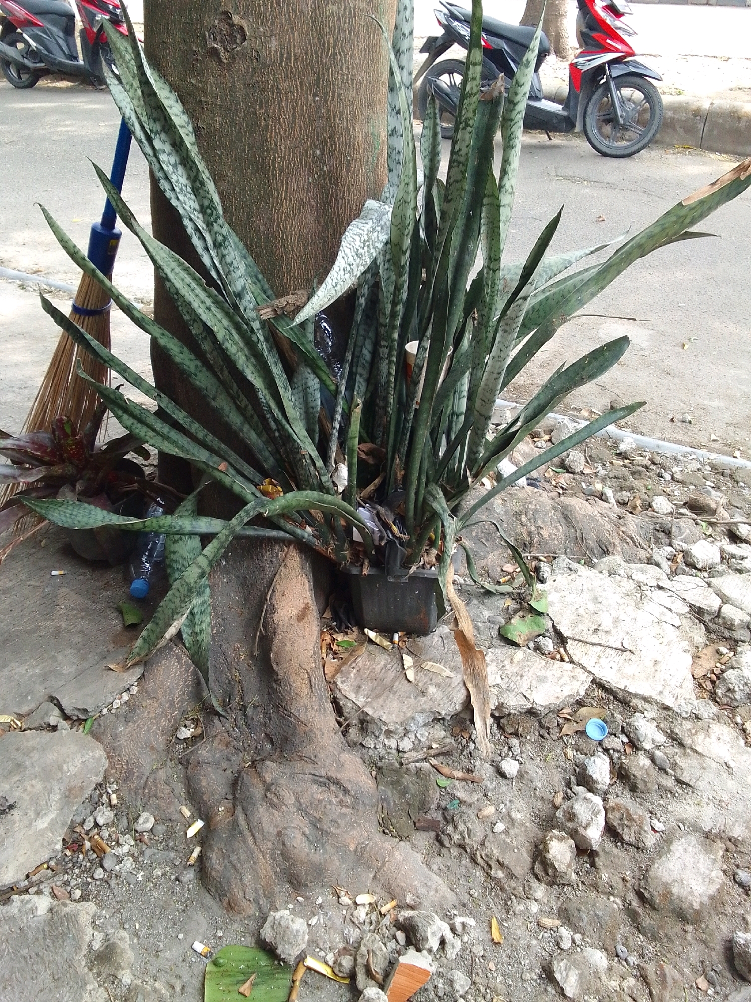 The image shows a scene on a paved surface, likely a sidewalk, near the base of a large tree. A cluster of snake plants (Sansevieria trifasciata) grows in a black pot to the right of the tree trunk. To the left of the tree, a broom with a blue handle leans against it. In the background, a red and black motorcycle is parked on the street. The ground around the tree is covered with debris, including rocks, dirt, fallen leaves, cigarette butts, and a blue plastic bottle cap. The tree's exposed roots are prominent. The overall impression is one of an urban environment with some neglect, possibly in Trenggalek, Indonesia, given the presence of snake plants and common urban elements.