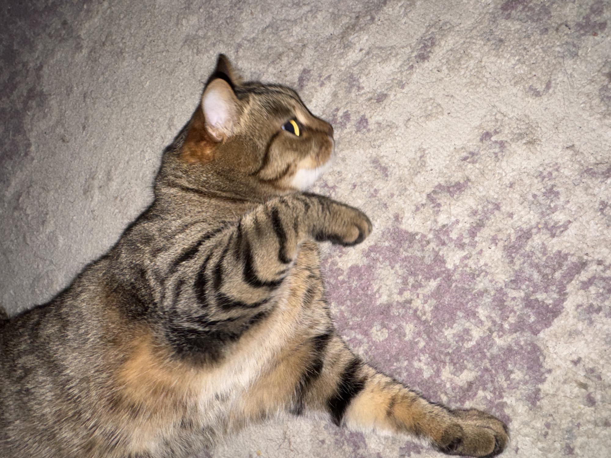 A tabby cat is lying on a textured surface, possibly carpet or fabric, in an indoor setting. The cat is positioned at an angle, with its head and front legs extending towards the upper right corner of the frame. The cat has a brown and black striped coat. Its eye is visible as a yellow slit. The cat's ears are visible. The background consists of a textured surface with a mottled pattern in shades of gray and purple.
There is no information in the image to support the assertion that it was taken in the city of Chaikovsky, Russia.