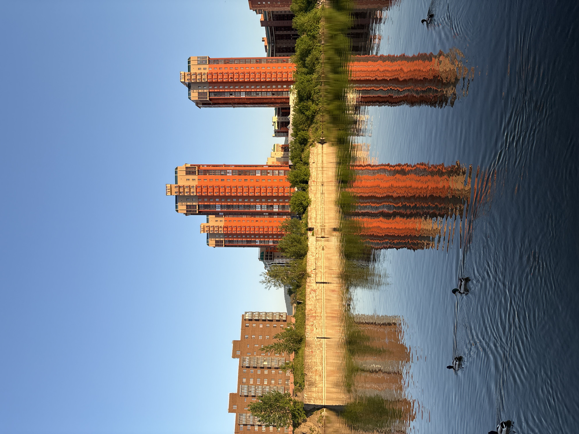 The image displays an urban waterfront scene in Krasnoyarsk, Russia, under a clear, bright blue sky. The perspective looks across a calm body of water, likely a river or canal, towards a city skyline.
On the distant bank, several tall, modern residential buildings with prominent red-orange facades and numerous windows and balconies line the water's edge. A lush strip of green trees and shrubs runs along the riverbank, situated between the buildings and a concrete or stone embankment that directly meets the water.
The still surface of the water acts as a mirror, reflecting the vibrant red-orange buildings and the expansive blue sky. These reflections are slightly distorted by gentle ripples, creating an abstract, wavy pattern. Multiple ducks are seen swimming peacefully in the water, leaving small wakes behind them as they glide.
The clear lighting suggests either early morning or late afternoon, with the sun casting warm tones on the buildings. The weather appears to be sunny and clear. The scene blends urban development with natural elements, conveying a serene and picturesque atmosphere. There is no visible text in the image.