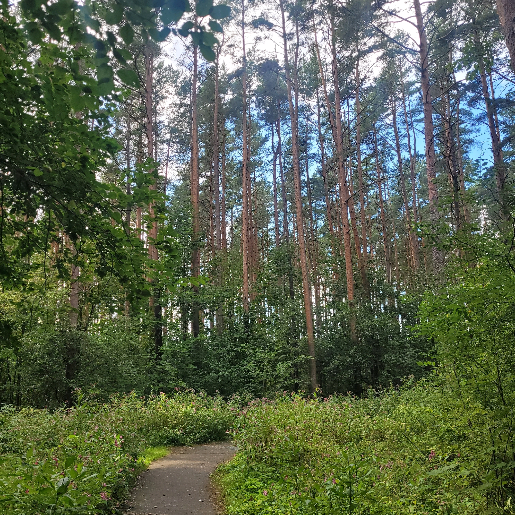 The image depicts a shaded forest path winding through a dense woodland environment. Tall, slender pine trees dominate the scene, their trunks a reddish-brown, reaching towards a pale blue sky with scattered white clouds. The undergrowth is thick with a variety of green foliage, including bushes and tall plants adorned with small pink flowers. On the left side of the path, larger leaves of deciduous trees partially obscure the view of the pine forest. The path itself is a light-colored, possibly gravel or asphalt, surface that curves gently into the distance, suggesting a walking trail. The overall impression is one of a natural, undisturbed forest setting. The specific location is the Jurmala forest in Jurmala, Latvia. There are no people or animals visible in the image, nor any man-made structures other than the path.
