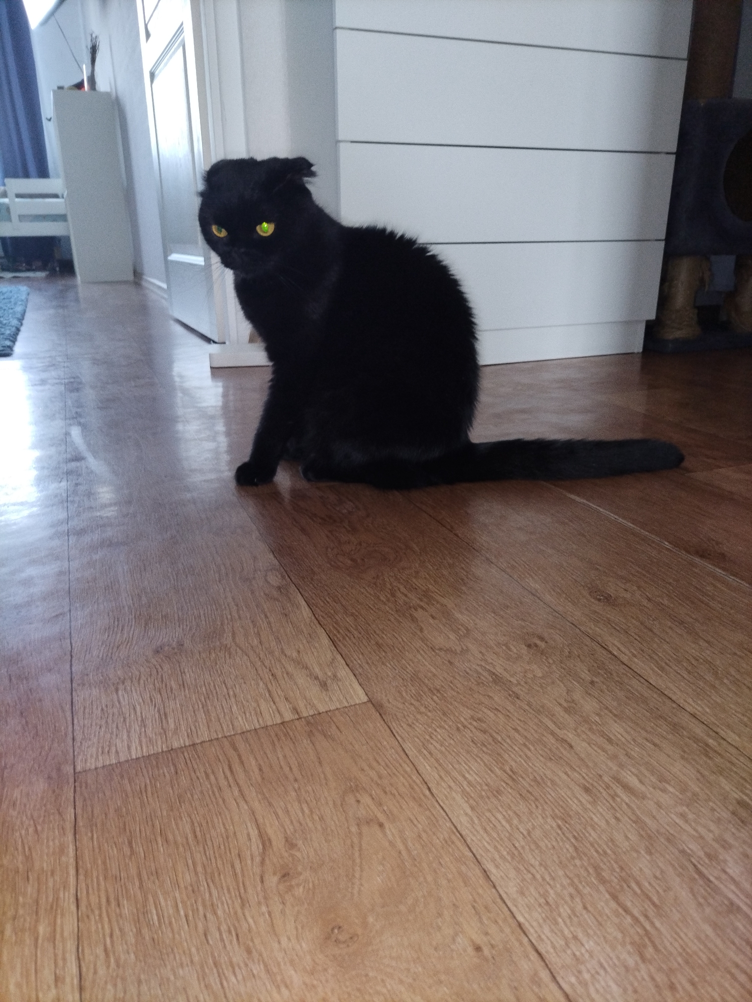 A black cat with yellow eyes sits on a wooden floor. The cat is facing left and its tail is extended behind it. The background is out of focus but appears to be a room with white furniture.