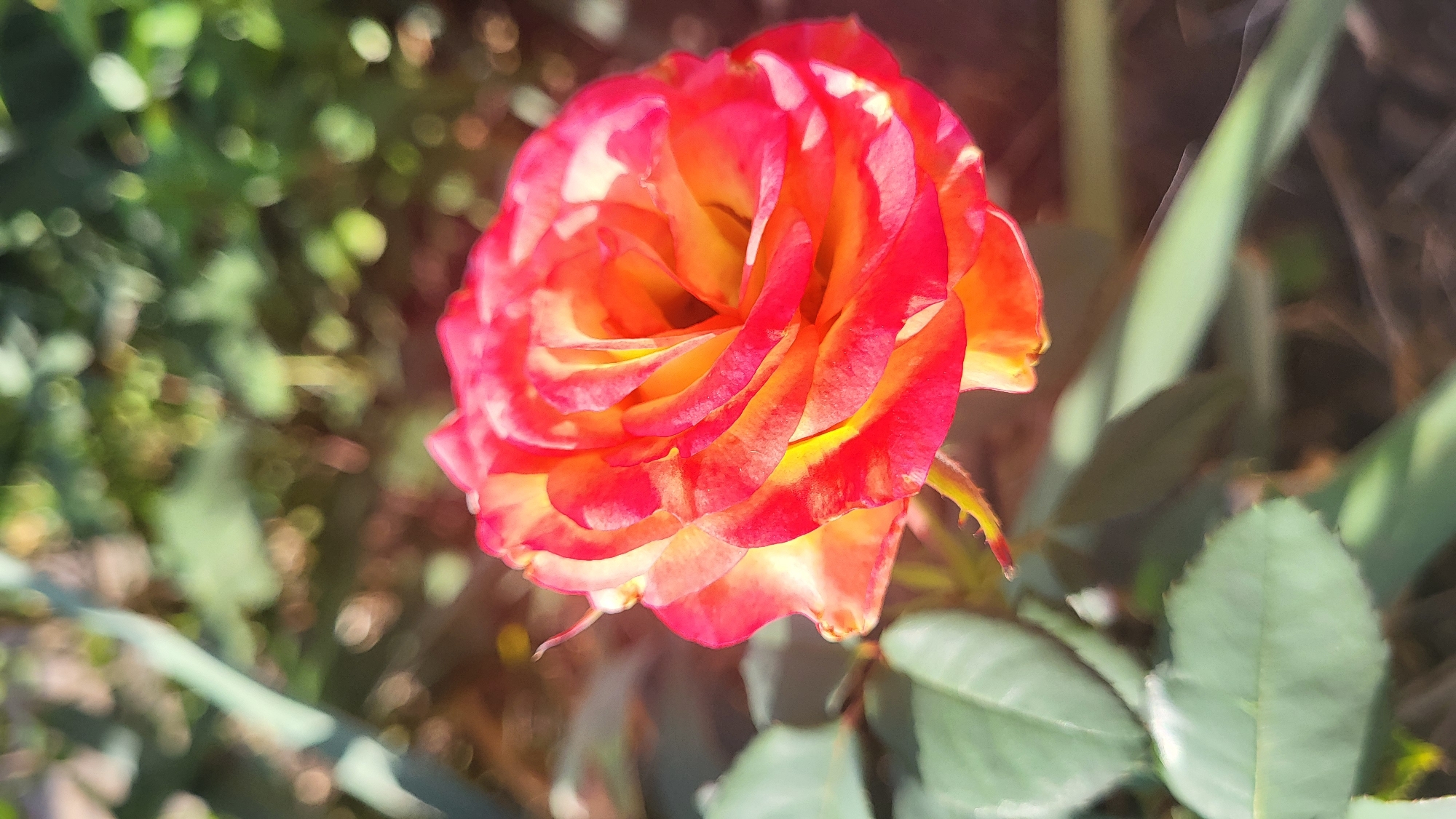 A close-up, vertical shot of a single, blooming rose is presented. The rose exhibits a vibrant gradient of colors, transitioning from a deep red at the outer edges of its petals to a bright orange and yellow towards the center. The petals are layered and ruffled, showcasing intricate textures. In the foreground, several dark green rose leaves are visible, some of which are slightly out of focus. The background consists of a blurred garden setting with hints of green foliage and dappled sunlight, suggesting an outdoor environment. The image does not contain any people or specific identifiable landmarks that would indicate its location in Smila, Ukraine. The scene is serene and focuses solely on the natural beauty of the rose.