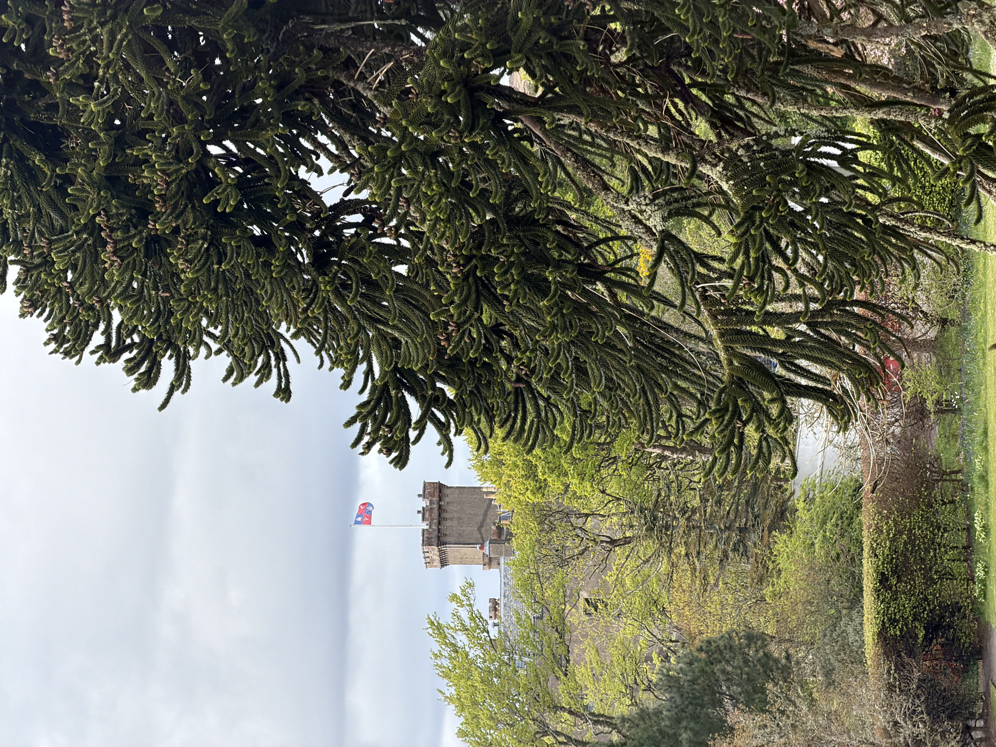 The image shows a landscape scene with a castle in the background, partly obscured by tree foliage in the foreground. The castle has a tower and a flag flying on top. The flag features a design of two intersecting blue lines or crosses on a red field. A variety of green trees and bushes surround the castle. The sky appears cloudy and overcast. The location is Dunvegan, United Kingdom.
