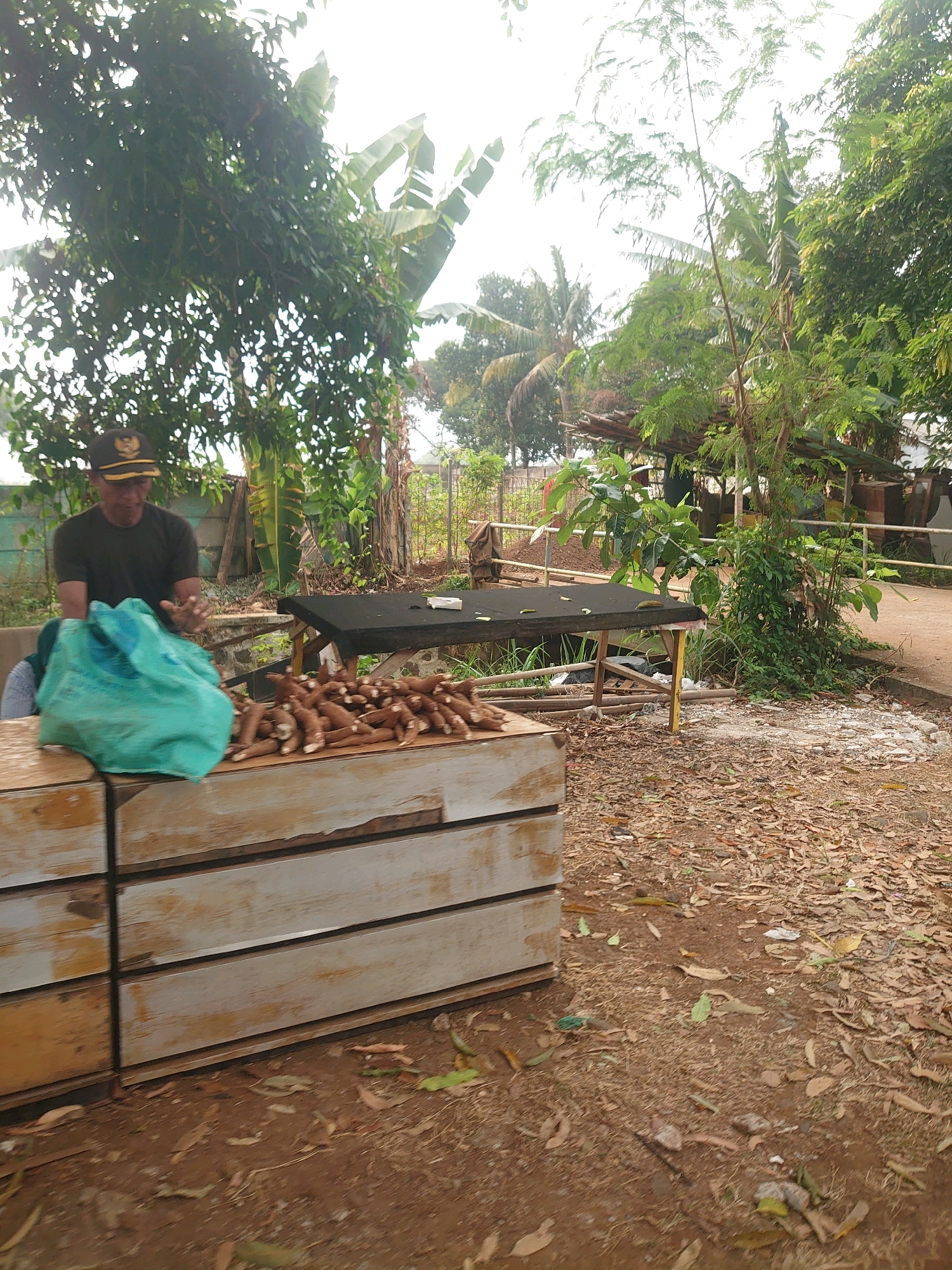 The image depicts an outdoor scene in Depok, Indonesia, likely a market or roadside stall. A man wearing a dark t-shirt and a cap with a logo stands behind a display of fresh cassava roots. He is interacting with a large, light blue plastic bag, suggesting he is in the process of selling or preparing the produce. The cassava is neatly arranged on a wooden surface in front of him, with more roots visible in the bag. A black table, possibly a makeshift stall, is set up behind the cassava, with a small stack of papers or cards on it. The background shows lush greenery, including banana trees and other foliage, indicative of a tropical environment. The ground is covered in dry leaves and dirt, and there are wooden crates in the foreground. The overall impression is of a humble, local commerce setup.
