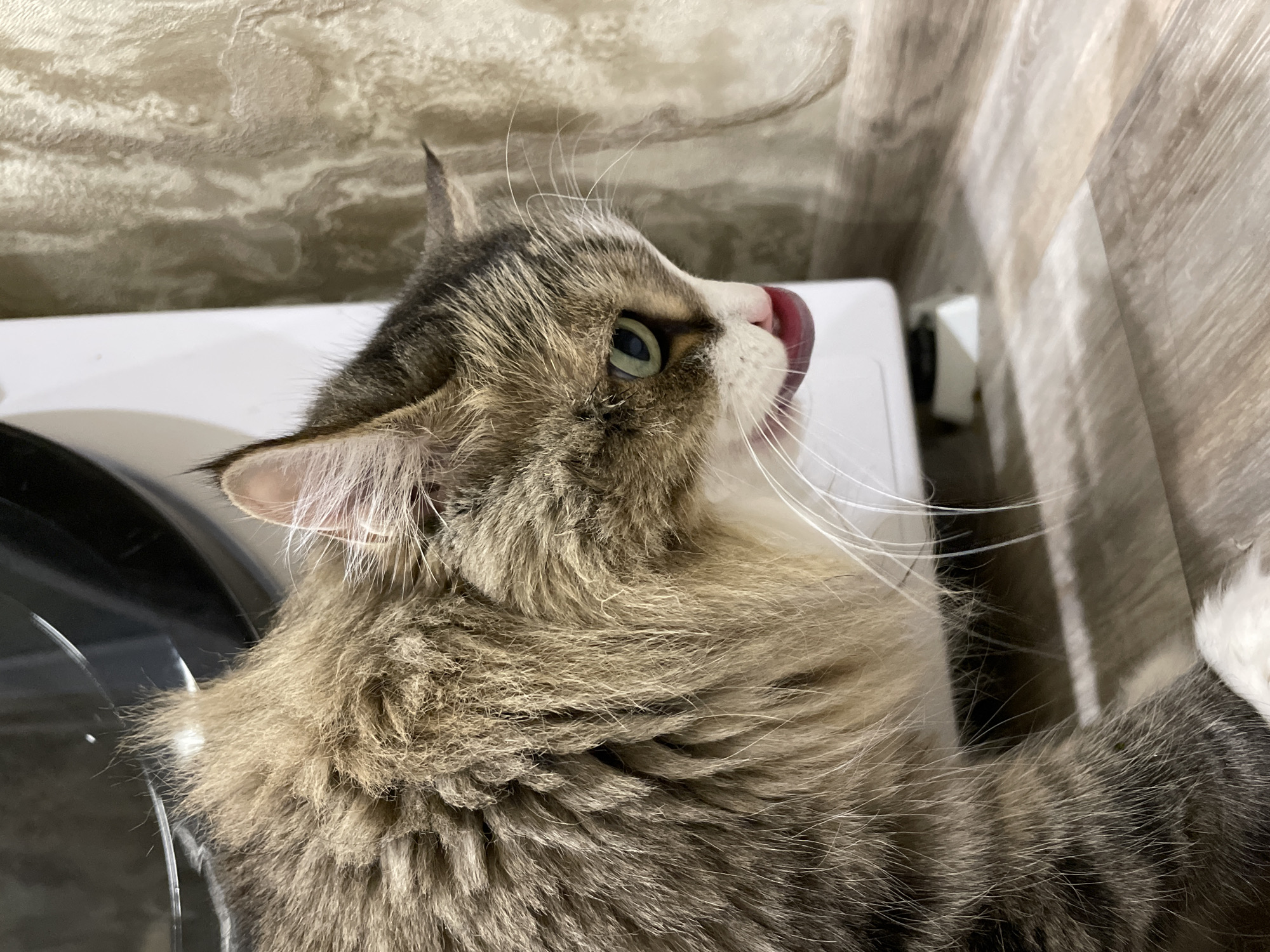 A domestic cat is captured in a close-up, slightly tilted shot, looking upwards and to the right. The cat, appearing to be a long-haired or semi-long-haired tabby, has striking brown, grey, and black striped fur across its body, head, and ears, contrasted with soft white fur on its muzzle, chin, and chest. Its prominent green eyes are focused upward, and its pink tongue is extended, licking its nose or upper lip, indicating grooming or a sensory reaction. Long, white whiskers fan out from its muzzle.
The cat is positioned next to or on a white appliance, which partially obscures the left side of the frame, showing a dark, possibly rounded glass or plastic surface. The background features two distinct wall textures: to the left, a light-colored, mottled or marble-patterned surface; to the right, a vertical wooden or wood-patterned panel. The overall lighting is bright and even, characteristic of an indoor setting. No specific time of day or weather is discernible. No text is visible in the image. The scene takes place in Izhevsk, Russia.