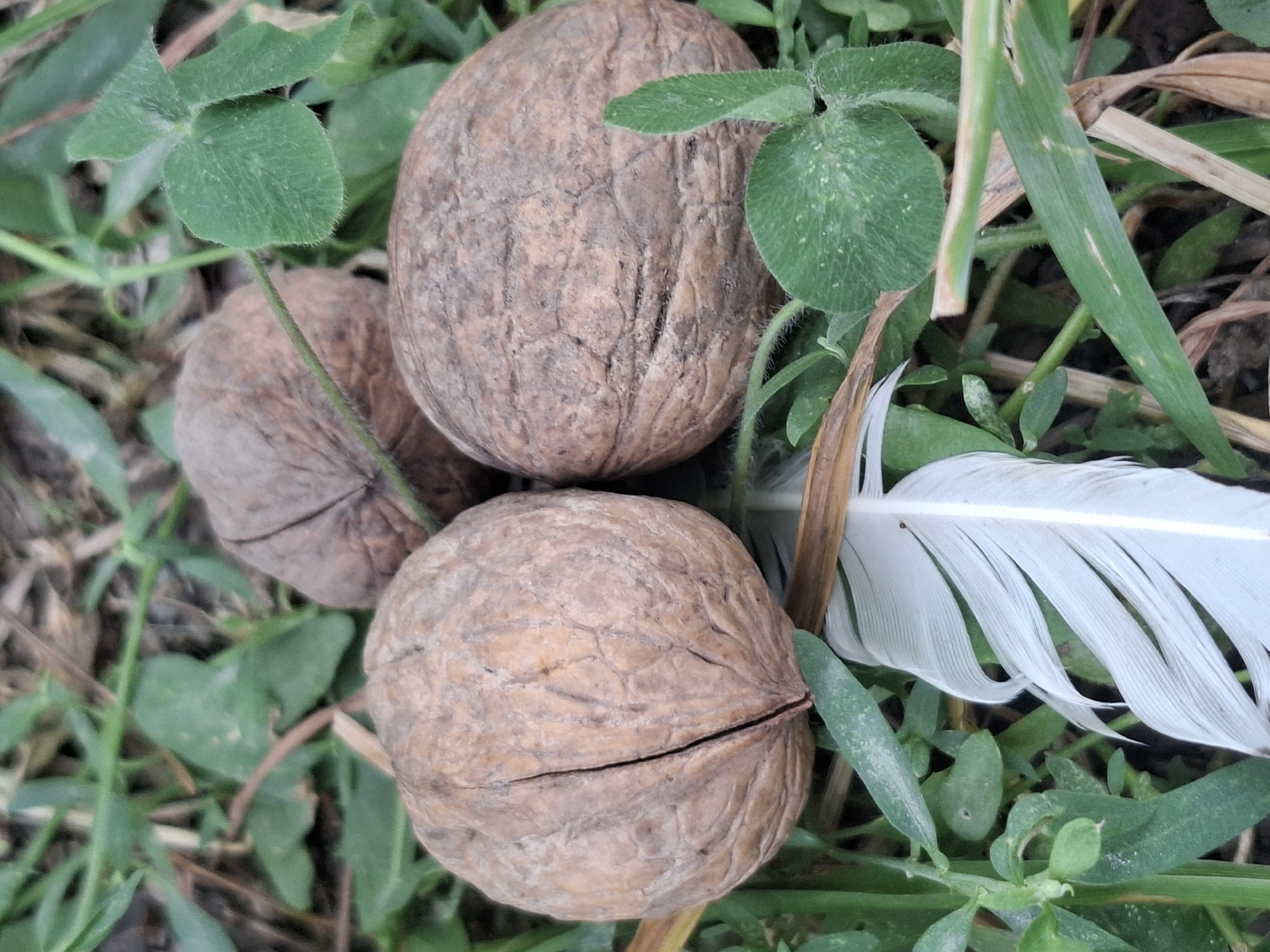Three walnuts are arranged on the ground amidst green grass and clover. A white feather lies in the foreground, partially obscuring one of the walnuts. The scene appears to be outdoors, possibly in a park or garden. The image does not provide information about the city of Almaty, Kazakhstan.