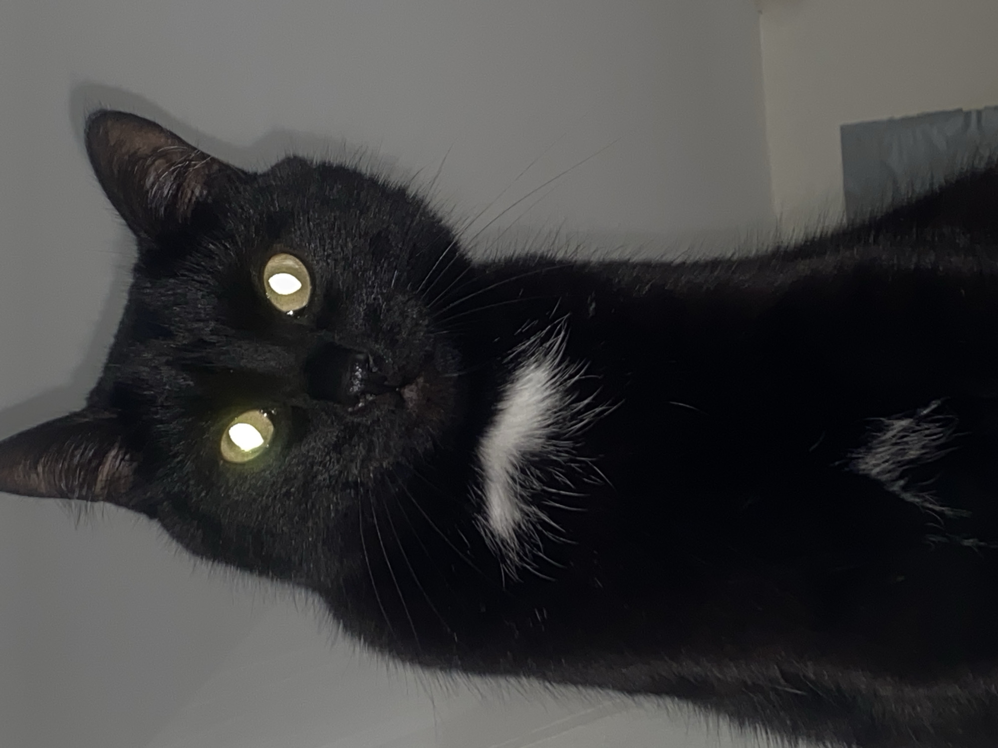 A close-up, low-angle shot depicts a black cat with a patch of white fur on its chest. The cat's eyes reflect light, appearing as bright yellow orbs. The background is a light grey or white surface. The location is not discernible from the image.
