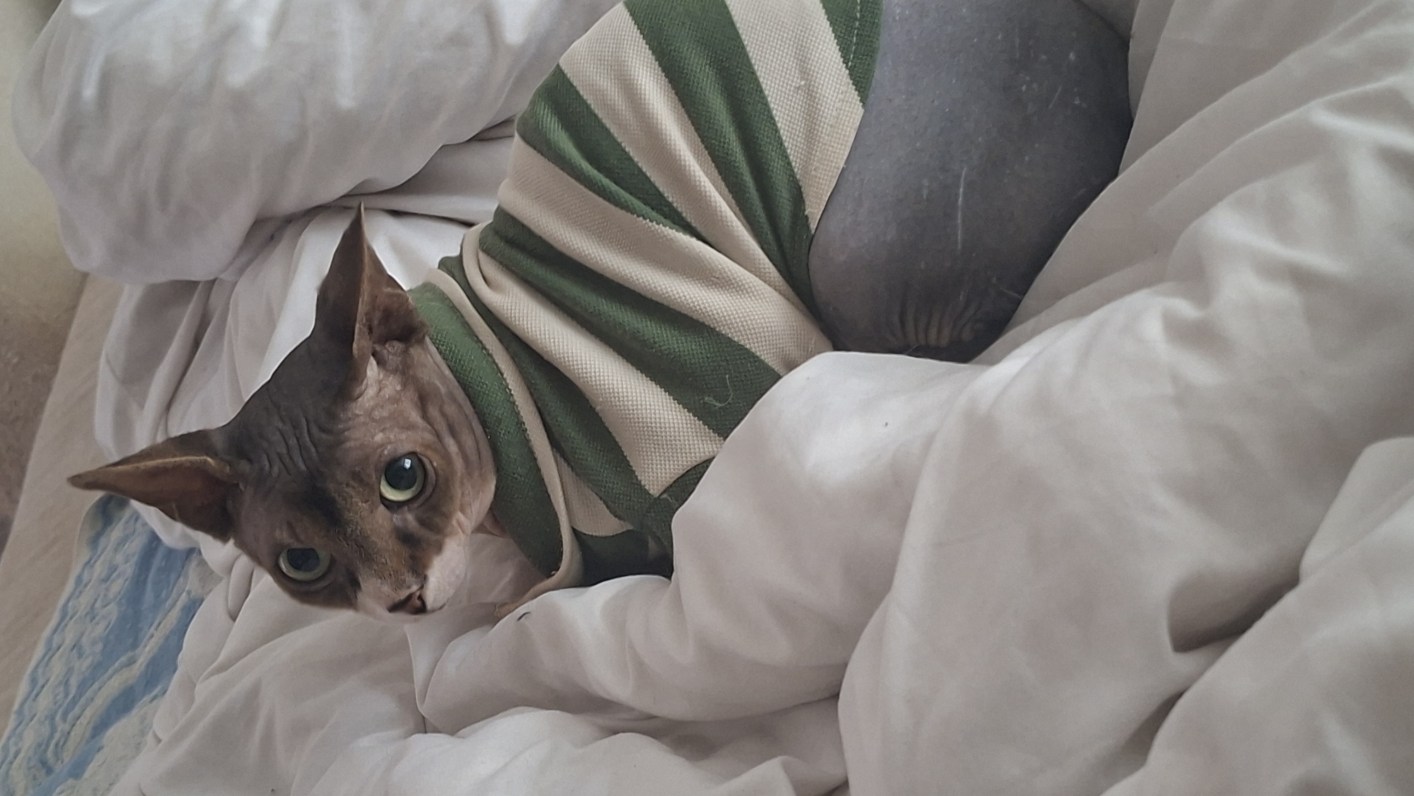 A hairless cat is lying on a white duvet, partially covered by white sheets. The cat is wearing a green and cream striped long-sleeved shirt. Its body is a slate gray color. The cat's head is turned to the left, and it is looking directly at the camera with wide green eyes. The cat's ears are pointed upwards. The background consists of rumpled white bedding and a hint of blue and white striped fabric. The lighting is soft and diffused, suggesting an indoor setting. The location is the city of Myadzyel, Belarus.