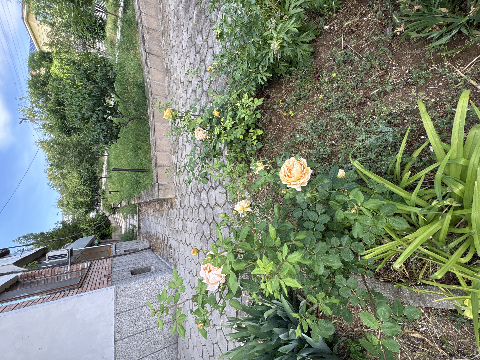 The image shows a street scene in Bobov Dol, Bulgaria. A paved walkway of hexagonal concrete pavers leads into the distance, flanked by a garden area on the right and a grassy area with trees on the left. The garden area contains rose bushes with peach-colored roses and other foliage. A building is visible to the left of the walkway, with brick and concrete elements. The sky is visible at the top of the image, indicating daytime. There are no people visible in the frame.