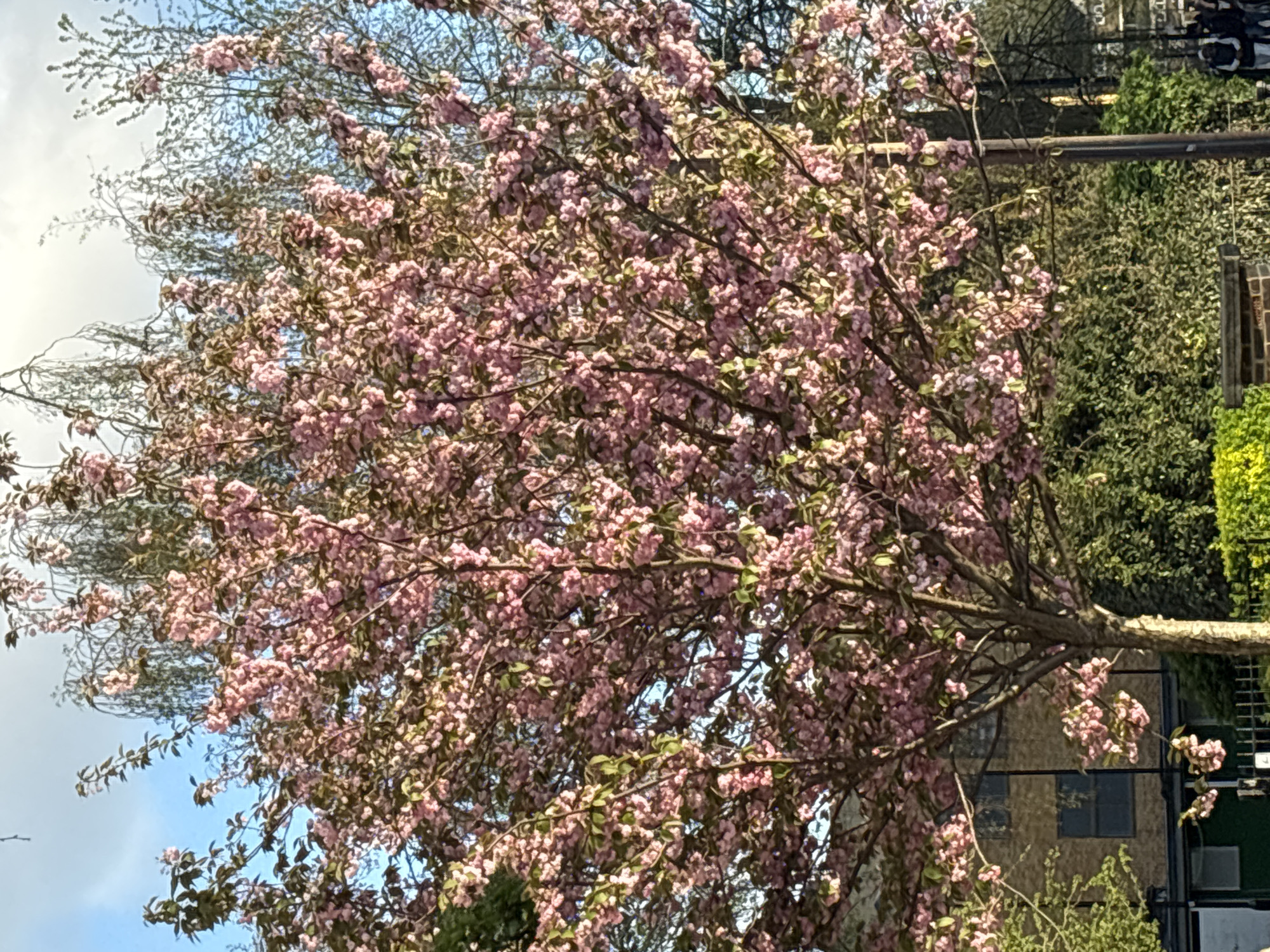 The image depicts a tree in full bloom with pink blossoms in an urban environment. Behind the tree are buildings, including what appears to be a residential building with windows. To the right, there's a lush green bush or hedge. A street pole cuts across the scene horizontally. In the upper right corner, there's a partial view of a group of people walking, suggesting this is a street scene.
Based on the style of architecture and the presence of blooming trees, it's plausible the location is London, United Kingdom, given the typical urban landscapes and the flowering season.