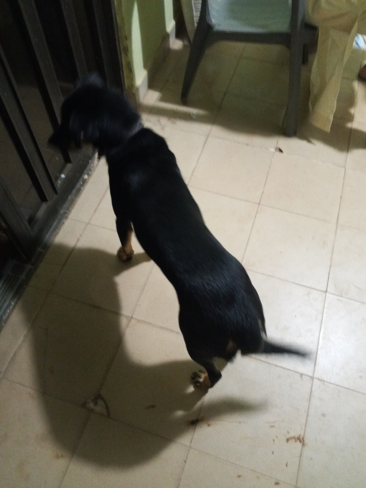 The image shows a black dog standing on a tiled floor. The dog is facing away from the camera and appears to be looking towards a dark metal gate on the left side of the frame. Behind the dog, a portion of a chair and a pale yellow fabric are visible. The floor is composed of square beige tiles, with some dark smudges on them. The overall lighting suggests an indoor setting. There is no identifiable information to place the scene specifically in Jos, Nigeria; the description is based solely on the visual content of the image.
