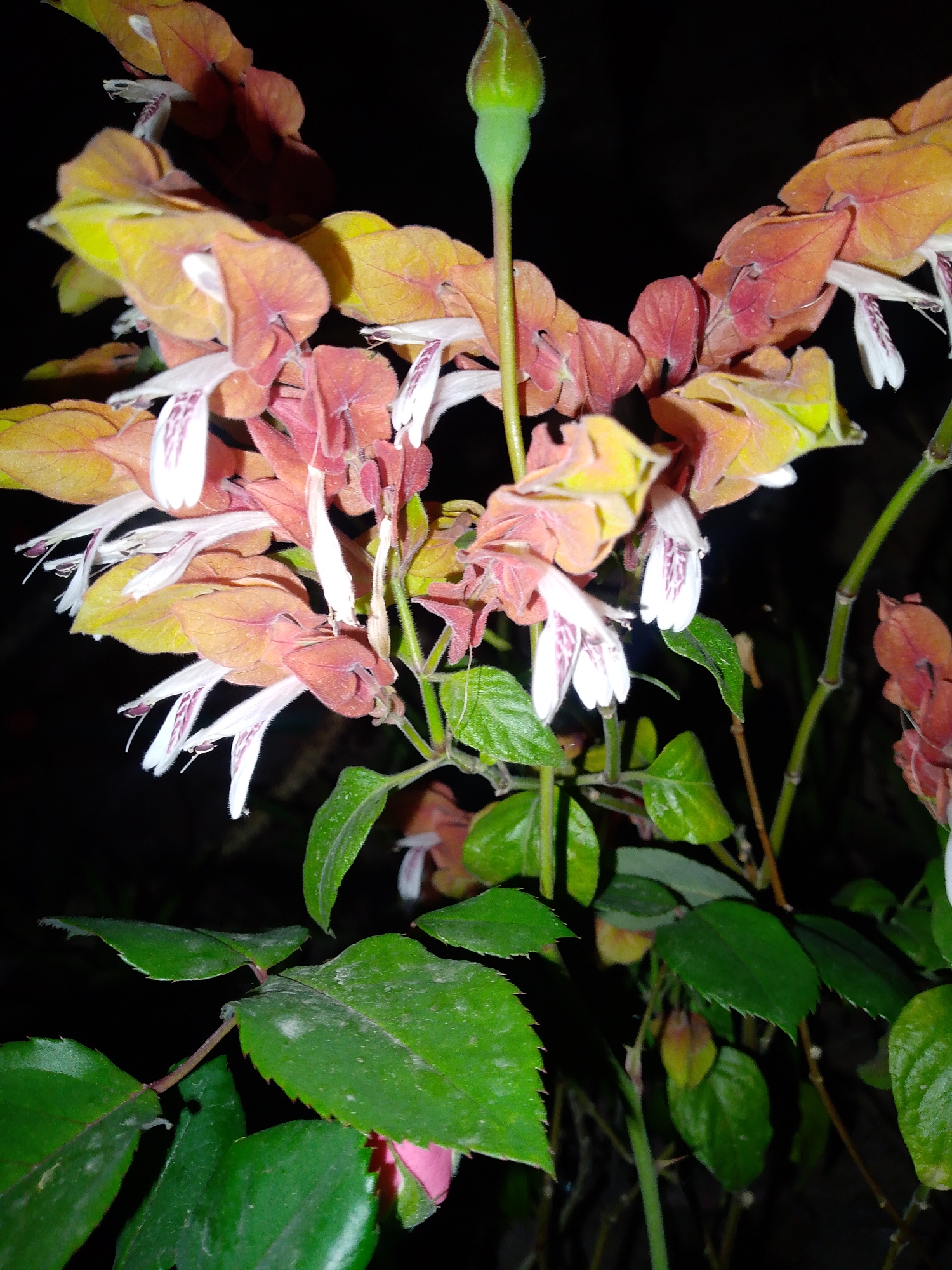The image displays a close-up of a flowering plant, specifically a *Justicia brandegeeana* (shrimp plant), illuminated against a solid black background. The central subject is a cluster of prominent inflorescences characterized by overlapping, imbricate bracts that vary in color from yellowish-orange to reddish-brown. From these bracts, multiple tubular white flowers emerge, each exhibiting distinct purple-red striations or spots on their lower petals. A single, elongated, light green bud is visible at the top center of the frame, positioned on a slender stem. Several dark green leaves, some with visibly serrated edges and minor dust accumulation, are present in the lower and mid-sections of the plant. The lighting suggests artificial illumination in a dark environment, possibly nocturnal. No individuals, actions, or interactions are depicted. The depicted location is Unknown, Unknown.