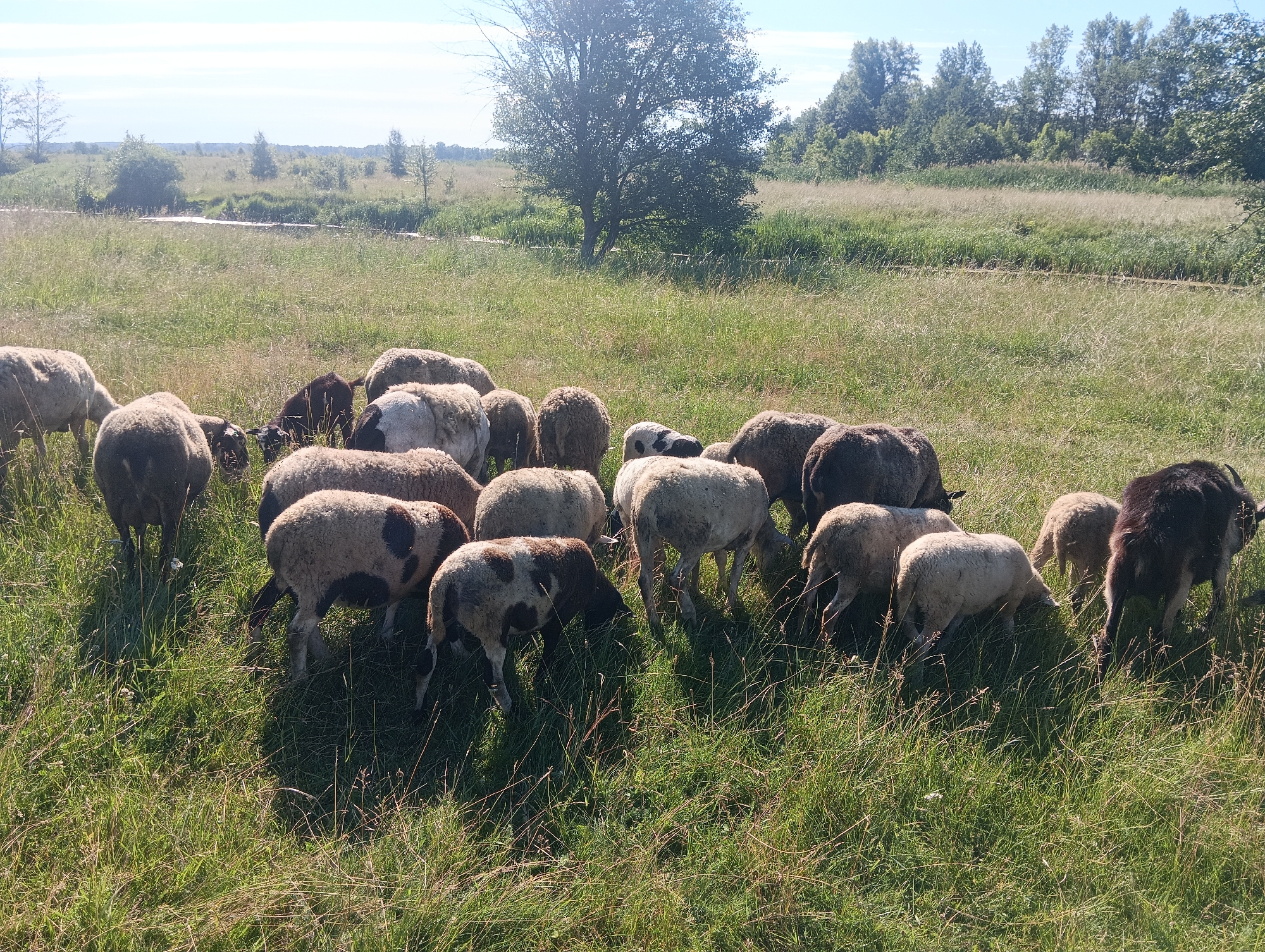 A flock of sheep graze in a grassy field. The sheep are a mix of white, brown, and black, and some have patches of dark color. In the background, there is a line of trees and a body of water. The sky is blue with some scattered clouds. The image appears to be taken in a rural or natural setting.