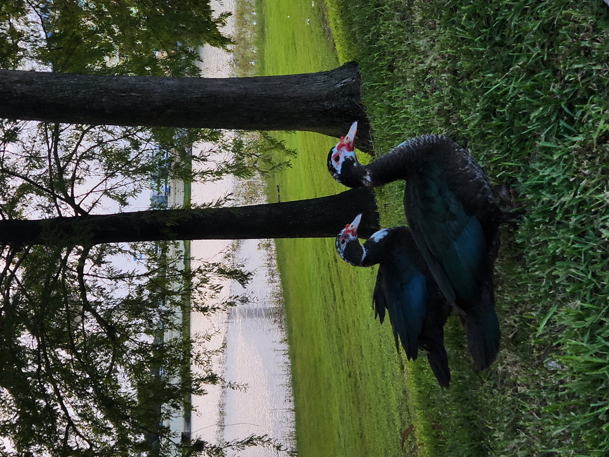 Two Muscovy ducks are positioned on a grassy incline near the edge of a body of water, likely a lake or pond. The duck in the foreground is larger and positioned to the right, facing left with its head slightly lowered. The second duck is behind and to the left of the first, also facing left. Both ducks have dark plumage with iridescent blue-green wings. Their faces are characterized by red caruncles around the eyes and base of the beak, with white patches on their faces.
The environment is a park or natural area. Tall trees with dense foliage provide shade over the grassy area and extend towards the water. The water reflects the sky and surrounding foliage, appearing calm and shimmering. In the background, across the water, a white barrier or wall is visible, with some buildings or structures beyond it. A faint haze or mist is present in the distance. The overall lighting suggests it is either early morning or late afternoon, with soft natural light. The location is identified as Altamonte Springs, United States of America.