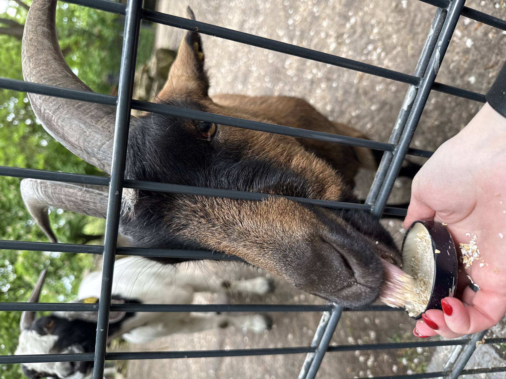 The image depicts a person feeding a goat through a metal fence. The goat is predominantly brown and black with prominent horns. The person's hand is visible, holding a container of what appears to be oats or grain. The scene seems to be an enclosure within a zoo or petting farm. Other goats are visible blurred in the background, suggesting there are more animals in the enclosure. The location in Berlin, Germany, cannot be confirmed from the image.