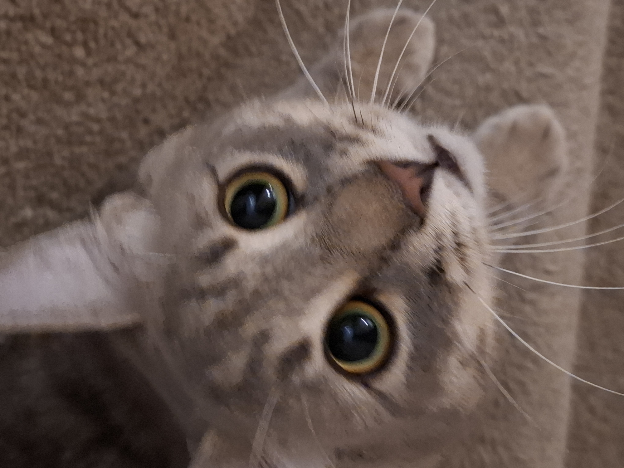 The image is a close-up, high-angle shot of a domestic cat's face. The cat has grey tabby markings and large, green-yellow eyes. Its pink nose is visible, as are its white whiskers. The cat appears to be looking upwards towards the camera. The background is a textured, light brown surface, possibly a carpet or upholstery. No location in Zemun Urban Municipality, Serbia, can be identified from the image.