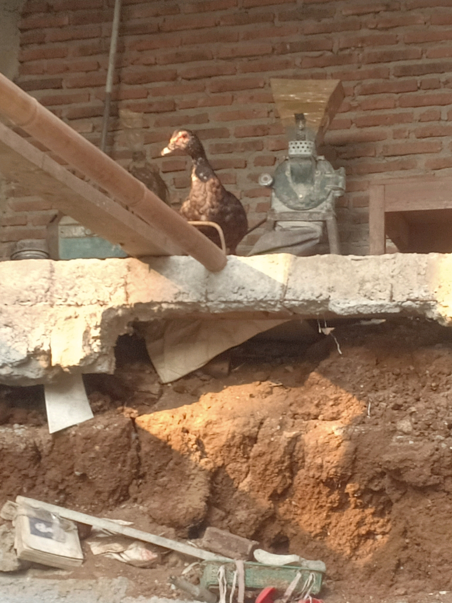 The image depicts an outdoor scene in Tasikhargo, Indonesia, with a dark-feathered duck perched on a concrete ledge. Behind the duck, a brick wall forms the background, with a piece of machinery resembling a grinder visible. The ledge appears to be part of a structure that has partially collapsed, revealing exposed soil and debris below. Wooden beams are positioned above the ledge, and other miscellaneous objects, including what appears to be a stack of papers or books with an image on the top one, are scattered on the ground in the foreground. The lighting suggests it is either early morning or late afternoon.