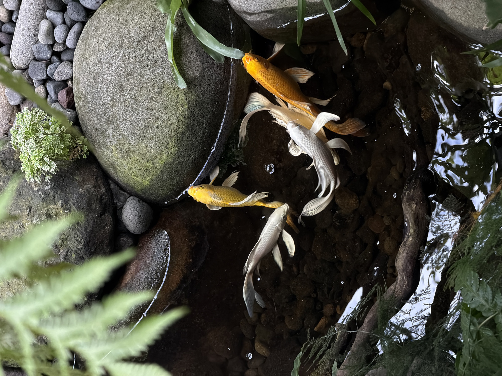 The image captures a tranquil koi pond in North Kuta, Indonesia. Two golden koi fish swim near a large, moss-covered rock. Two silver koi swim below the golden koi. The pond is lined with various sized rocks, and aquatic plants, including ferns, are visible around the edges. The water is clear enough to reveal the rocky bottom of the pond, with visible reflections of the sky and foliage on the water's surface.