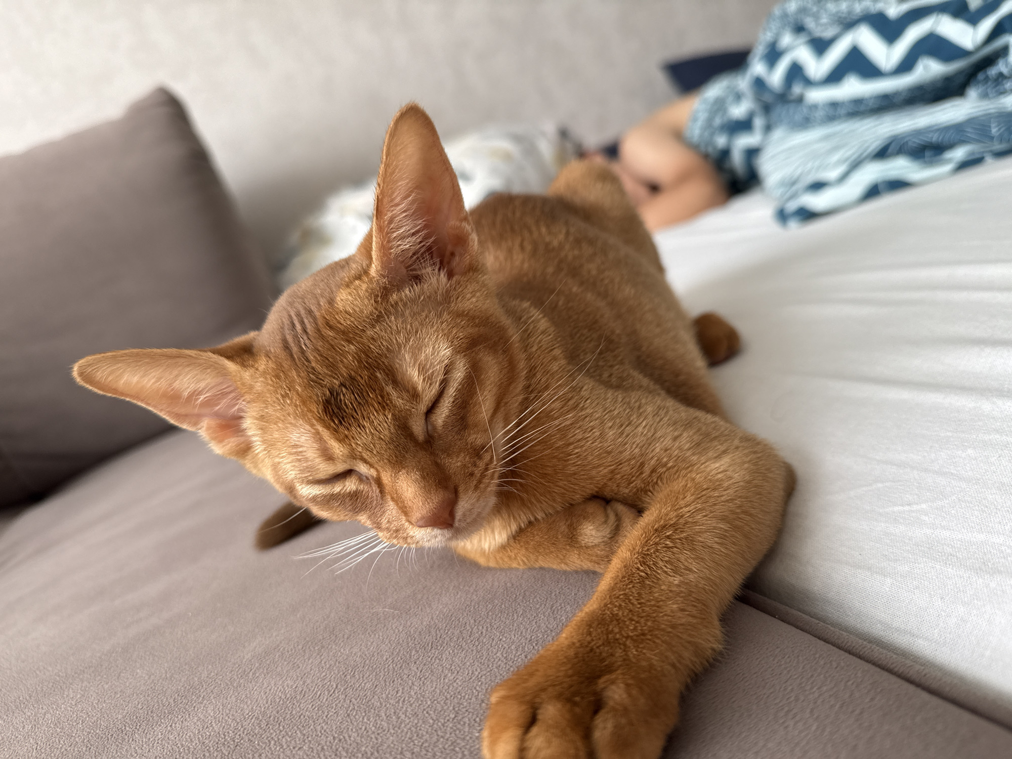 An adult ginger cat is sleeping on a sofa. The cat is curled up with its eyes closed and its paws tucked under its head. The sofa is a light brown color and appears to be made of fabric. In the background, a person is sleeping under a blue and white patterned blanket on a bed. The room is lit by natural light, suggesting it is daytime. The overall scene is peaceful and cozy. There is no information in the image to suggest the location is Stary Oskol, Russia.