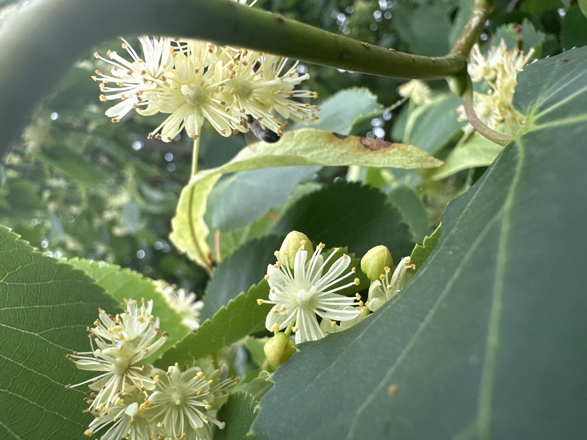 This media file captures a close-up view of linden tree blossoms and leaves, with a bee actively engaged in collecting pollen. The blossoms are small, star-shaped, and pale yellow, with delicate white petals and prominent stamens tipped with orange anthers. Several unopened buds, a lighter green color, are also visible. The leaves are broad, heart-shaped, and a deep green, with serrated edges and prominent vein patterns. One leaf shows a small brown spot, suggesting a minor imperfection.
The scene is set amongst the branches of a linden tree, with a thick, dark green branch extending diagonally across the upper portion of the frame. The background is a blur of green foliage and soft, circular bokeh lights, indicating a shallow depth of field and a bright, possibly sunny, environment. The lighting suggests it is daytime, likely during the warmer months when the linden trees are in bloom. The presence of the bee points to a natural, outdoor setting, possibly a park, garden, or rural area like Biczyce Dolne, Poland, as indicated by the location context. The overall mood is serene and indicative of a healthy natural ecosystem. No text is visible in the image.