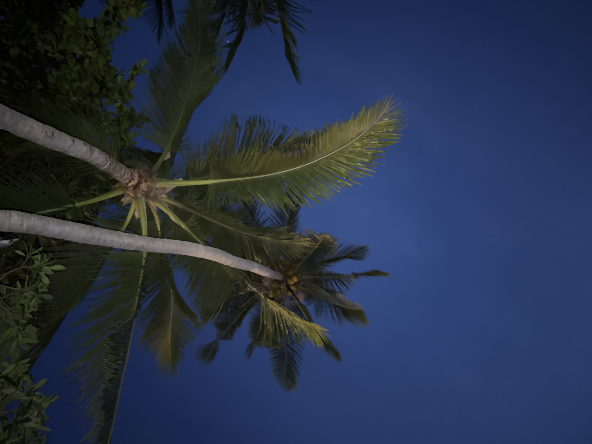 An upward-facing shot of palm trees at dusk or night in Baan Bang Rak, Thailand. The dark blue sky serves as the backdrop for the fronds of several palm trees, some with visible coconuts. The texture of the palm tree trunks is discernible, with one trunk extending diagonally across the frame. The scene is dimly lit, suggesting artificial lighting or the last remnants of daylight.