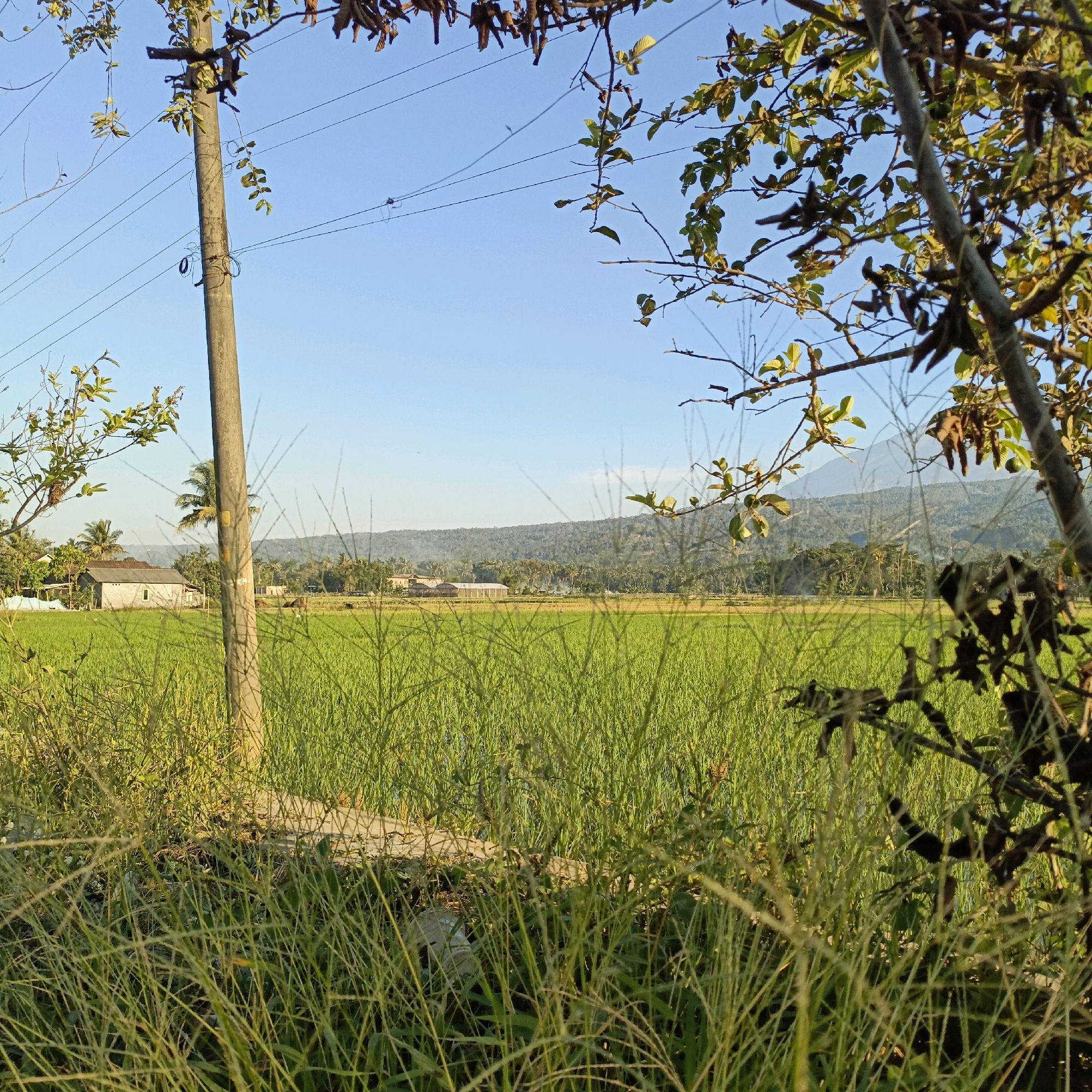 The image depicts a rural landscape in Rowosari, Indonesia, bathed in the warm light of what appears to be late afternoon or early morning. A tall, weathered concrete utility pole stands prominently in the foreground, leaning slightly to the left. Wires stretch from the pole across the clear, pale blue sky, disappearing into the foliage of trees that frame the scene from the right. The ground in front of the pole is covered in thick, tall green grass, obscuring a paved pathway and some discarded plastic.
Beyond the immediate foreground, a vast, vibrant green rice paddy stretches into the middle ground. The lushness of the crop suggests it is either young and growing or ready for harvest. In the distance, a cluster of buildings, including a simple house with a pitched roof and what appears to be a greenhouse-like structure, are visible amidst scattered trees, including palm trees characteristic of the region. Further back, rolling hills covered in dense vegetation create a gentle, undulating horizon. The overall impression is one of a tranquil, agricultural setting, typical of the Indonesian countryside. There are no people visible in the image.